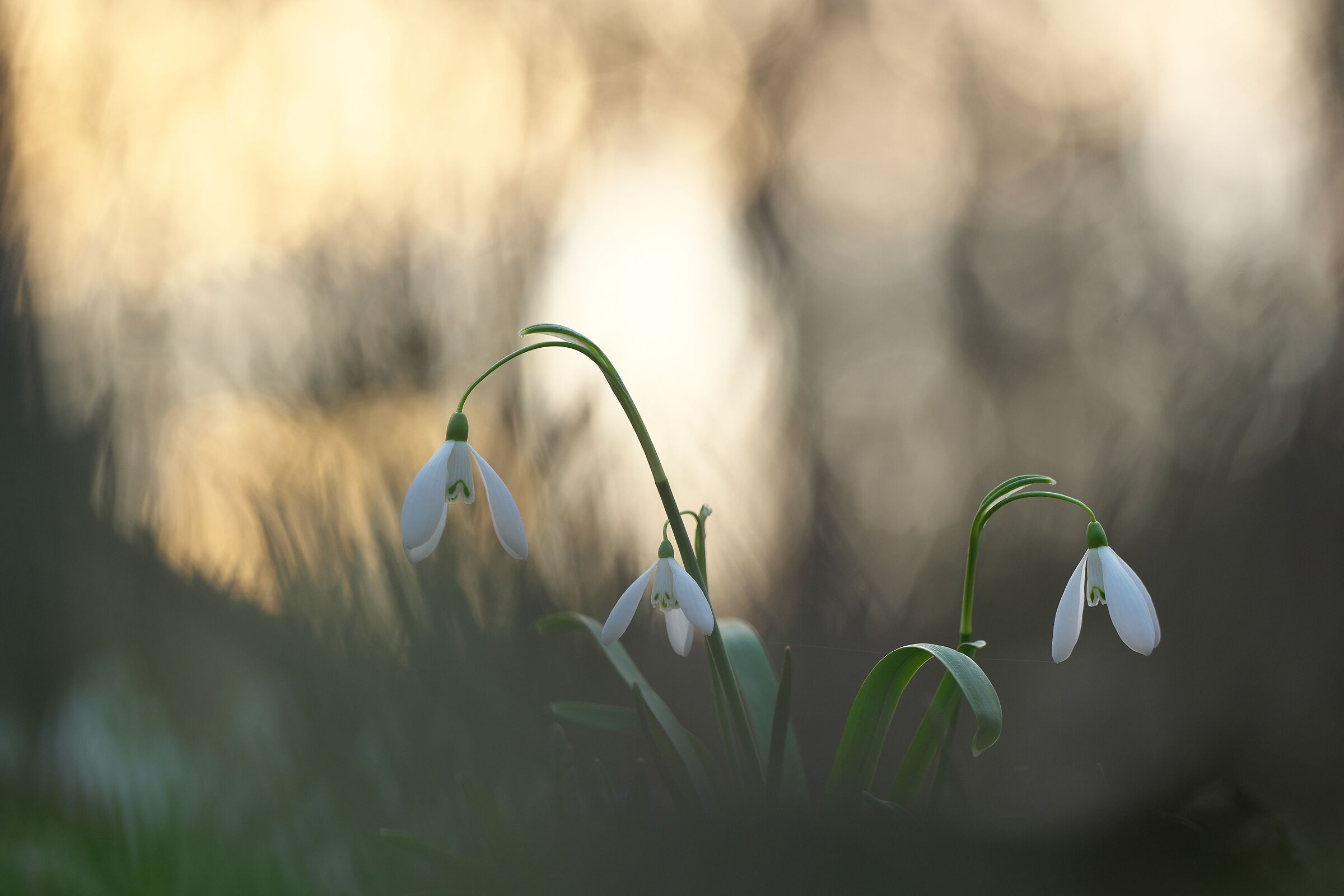 Snowdrops