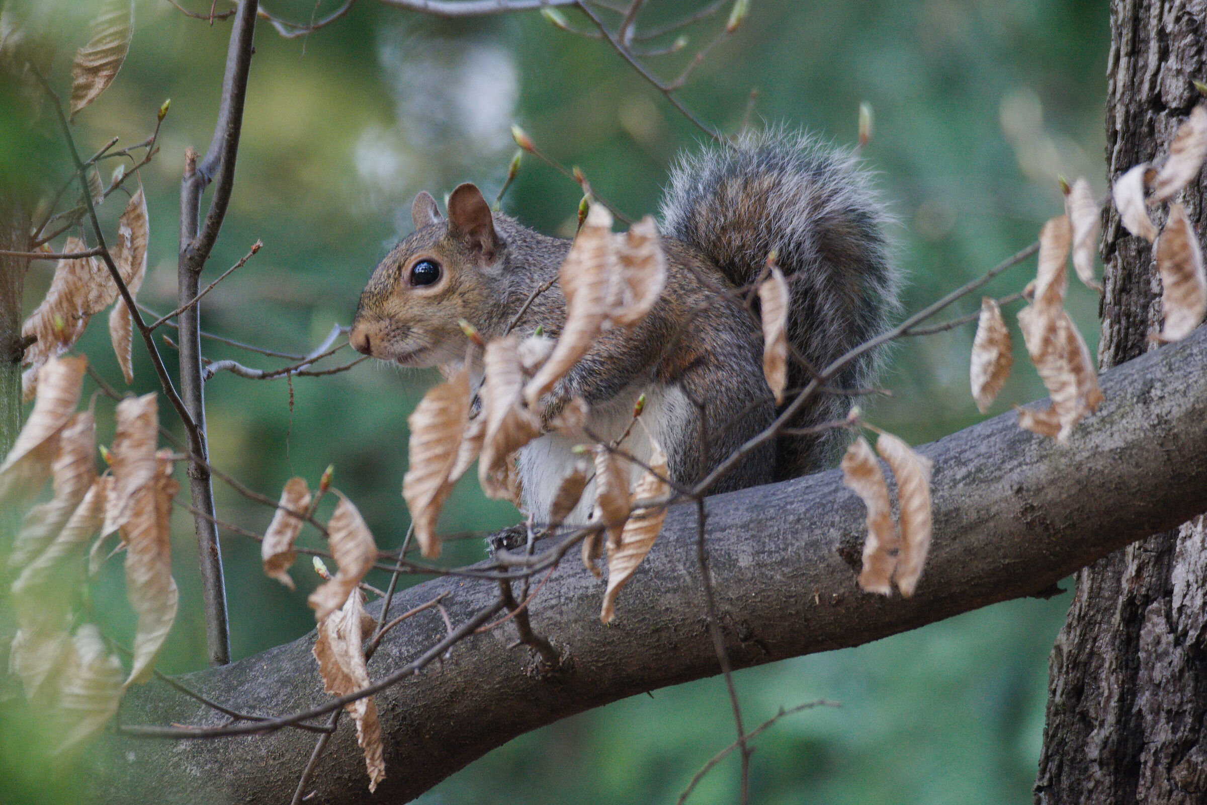 ScoiattoloGrigio_001c