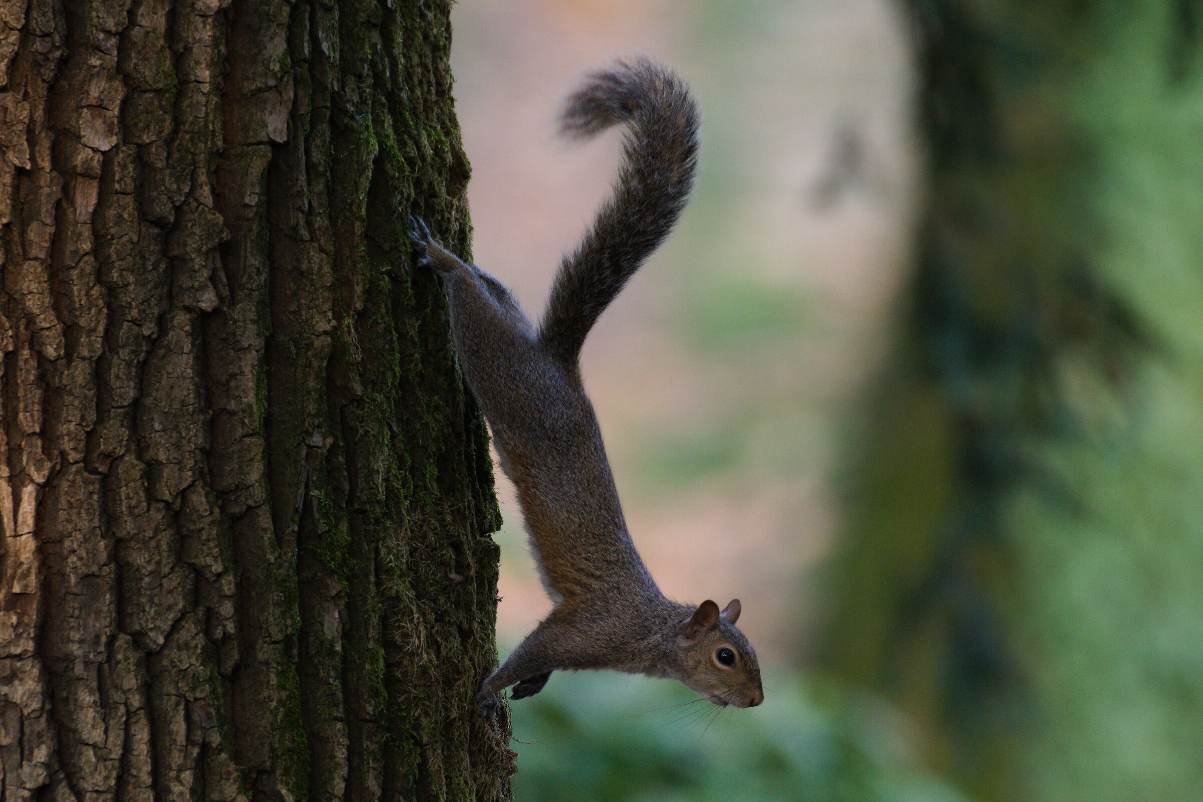 ScoiattoloGrigio_Posa03c