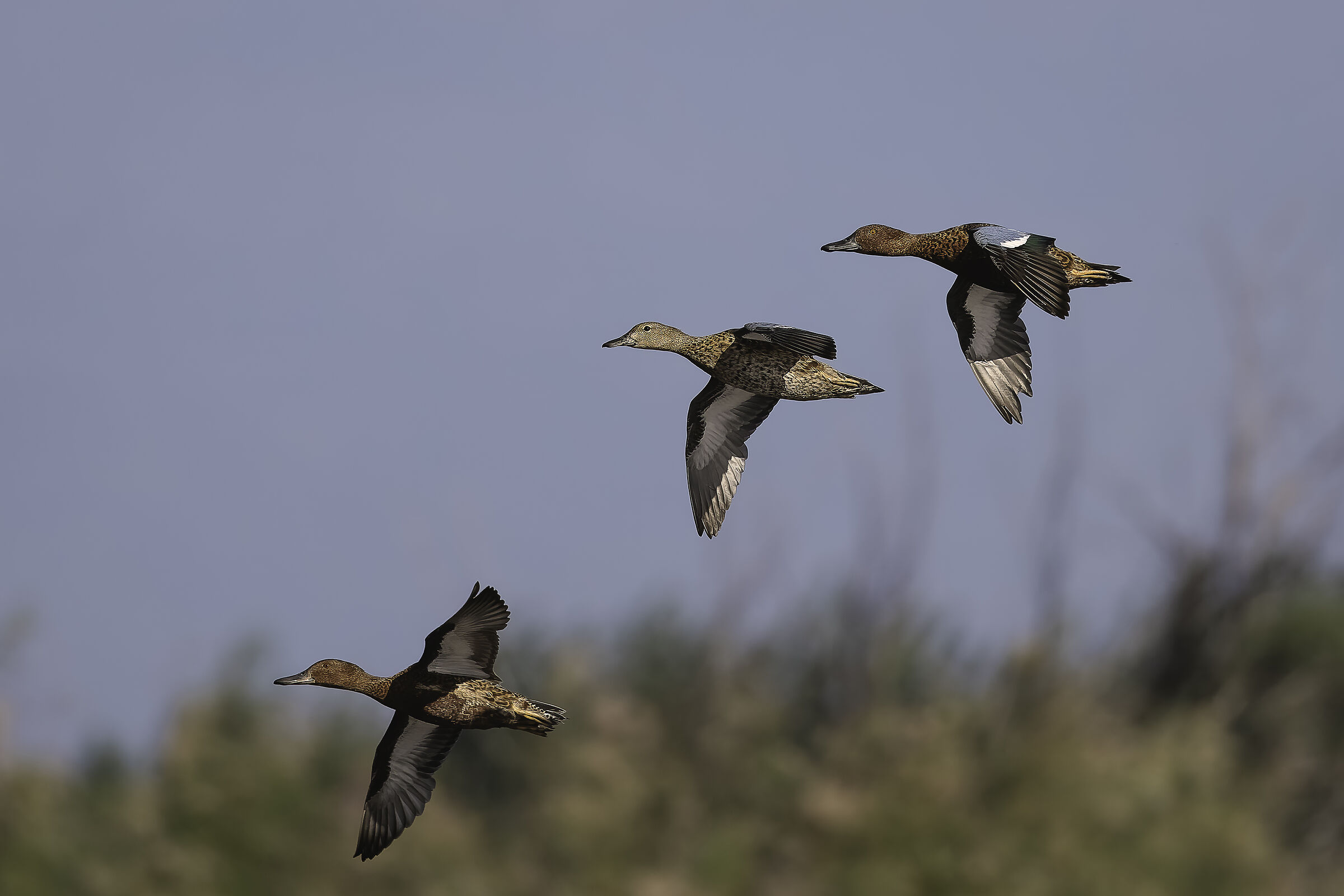 Spatula cyanoptera (Pato maicero)