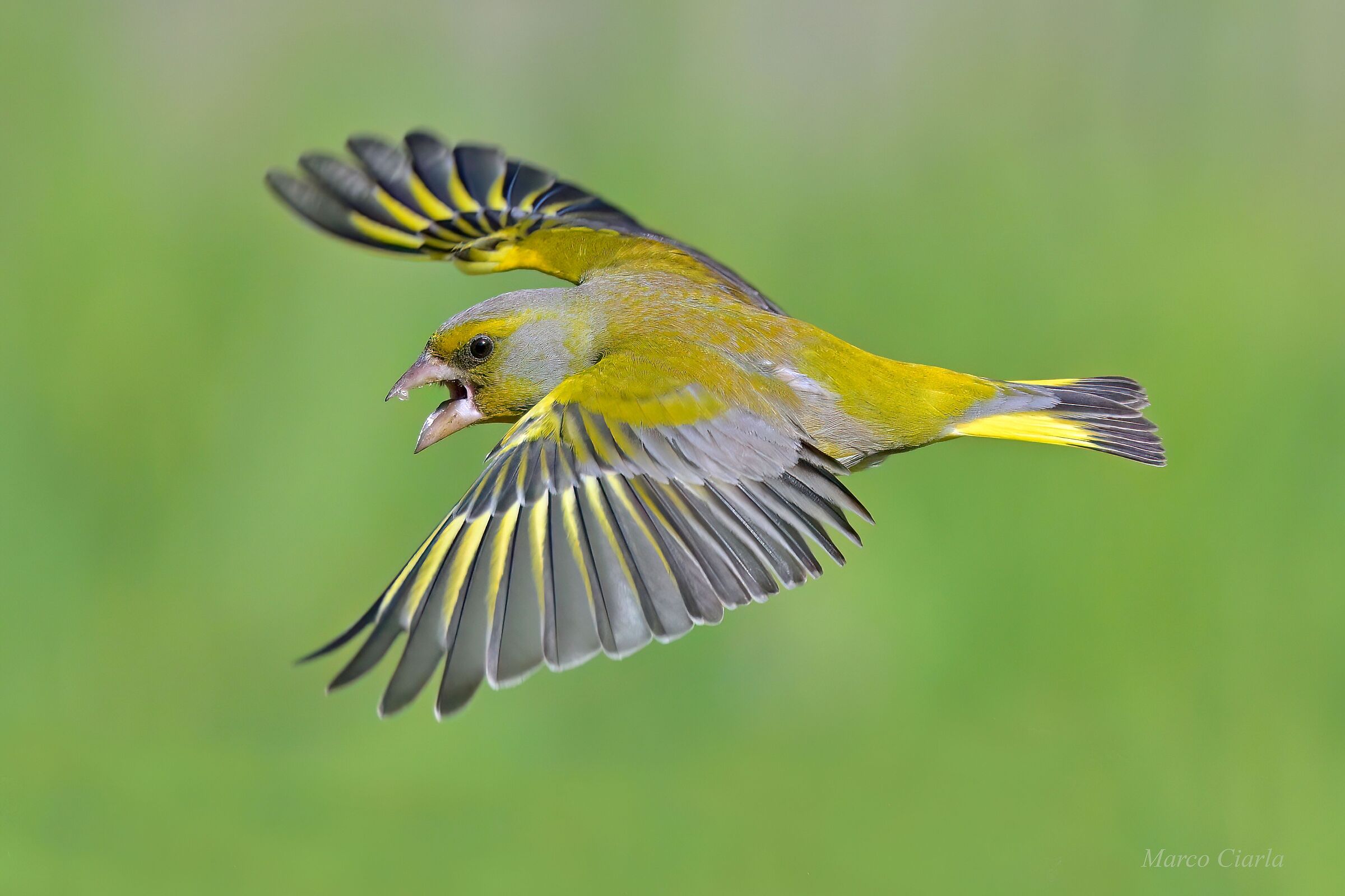 Greenfinch (Chloris chloris )