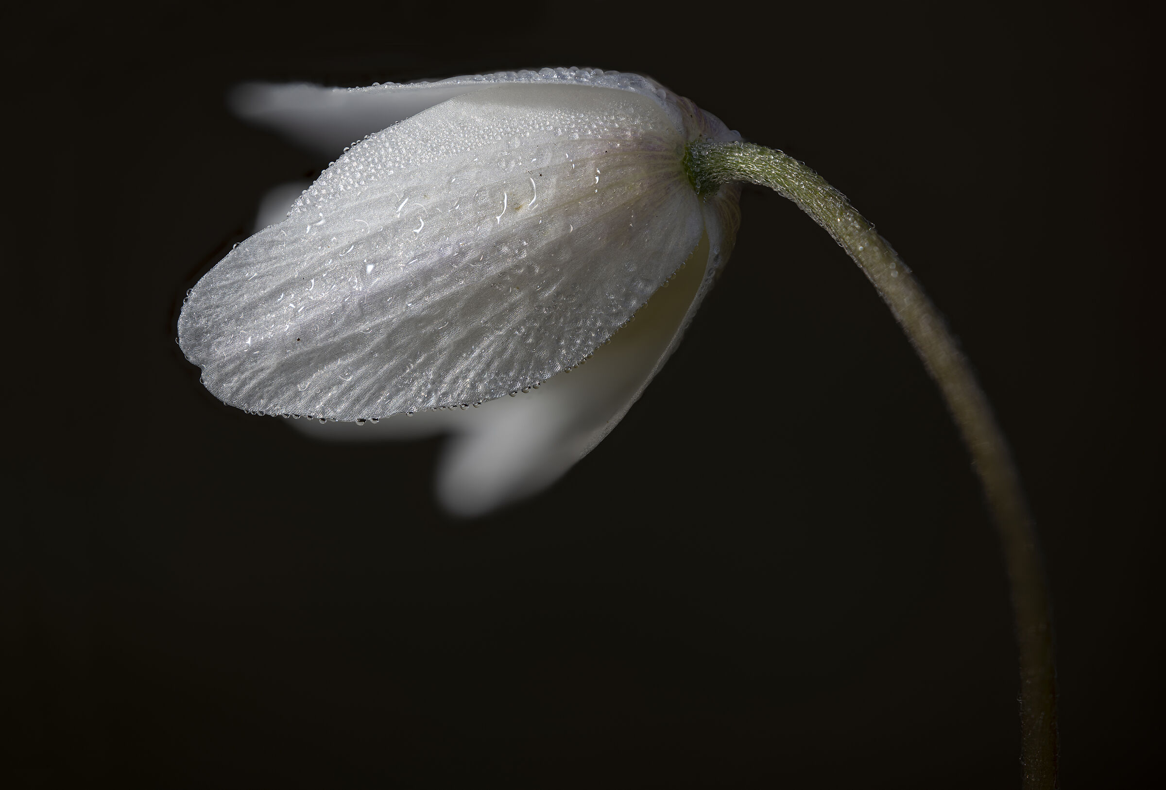 White beauty