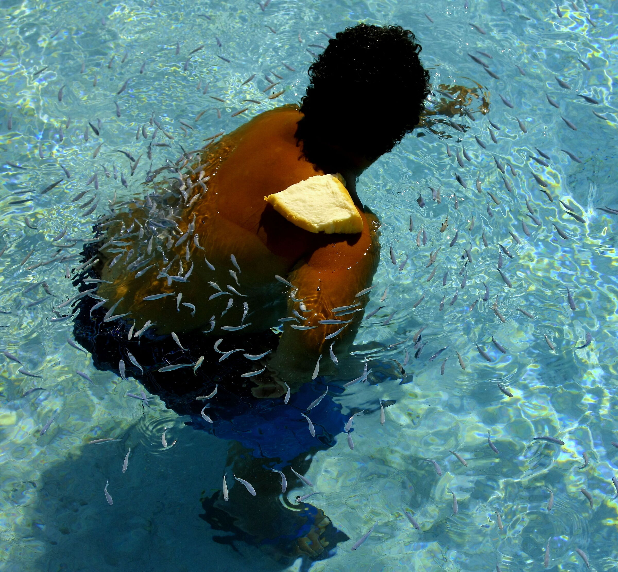 Feed the fish , Cook