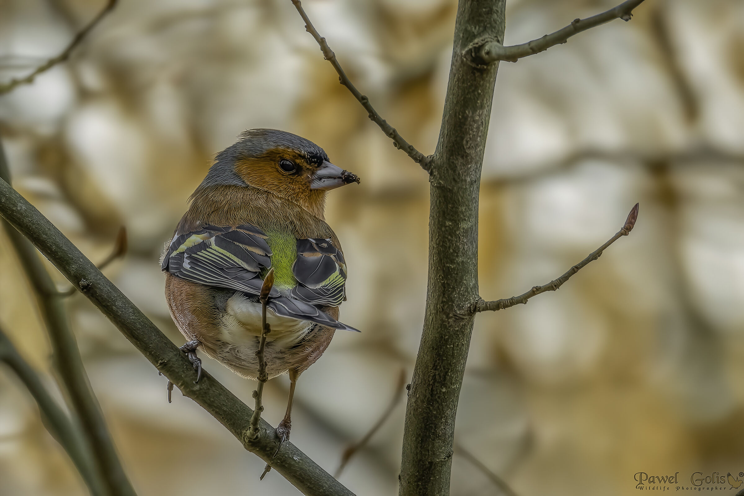 Fringuello comune (Fringilla coelebs)