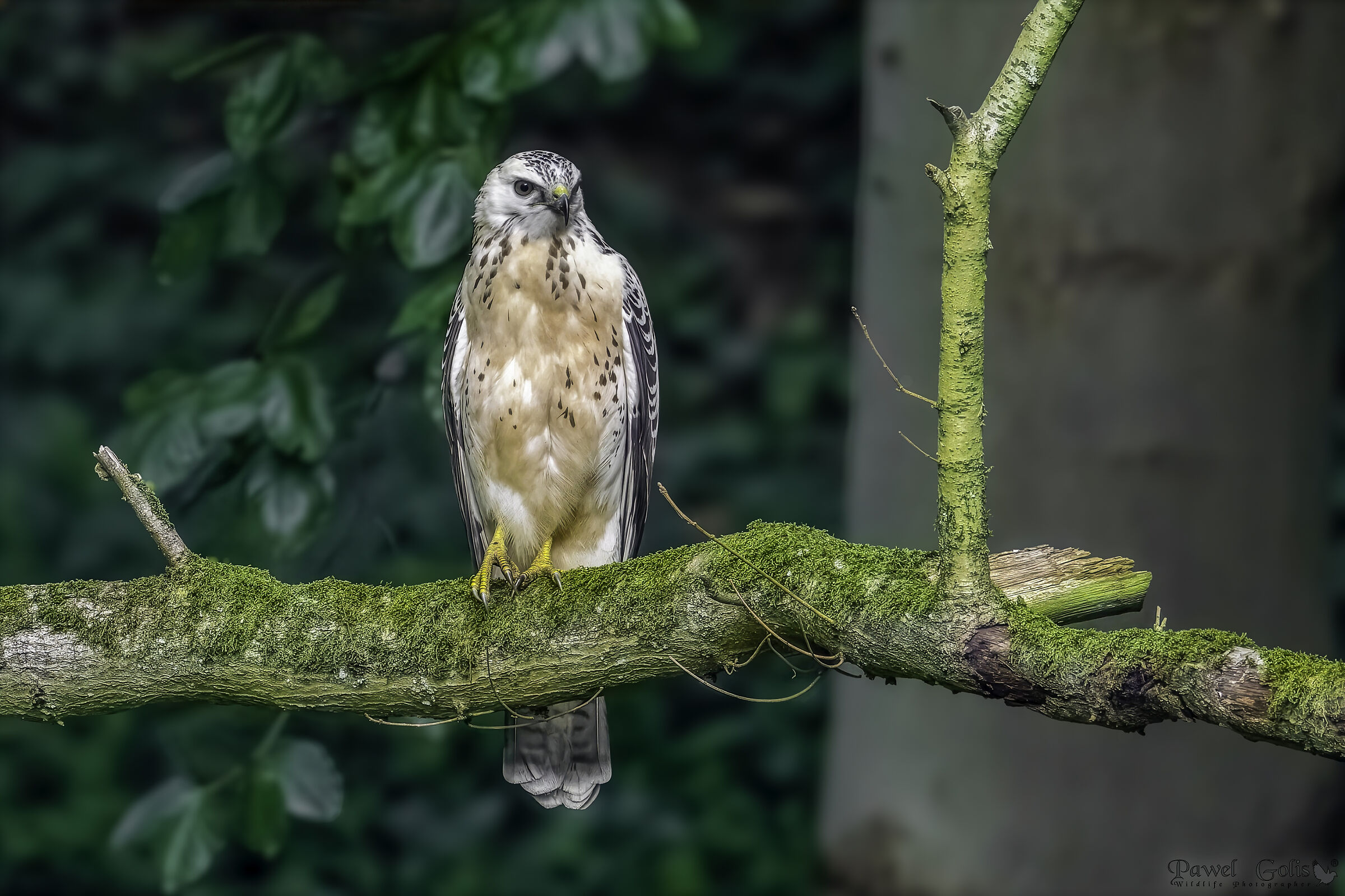 White Buzzard (Buteo buteo)