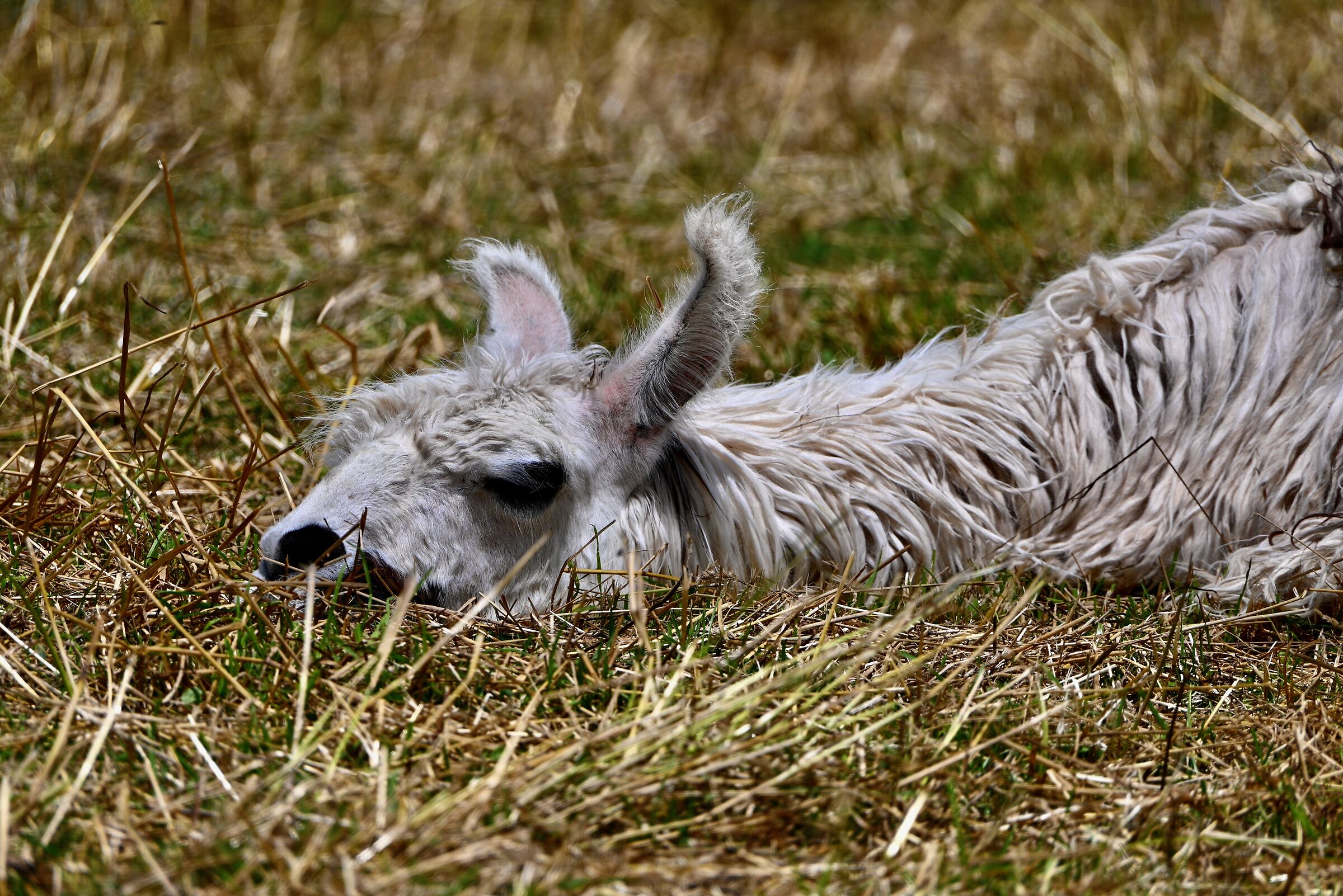 Furchur "Never ending story"