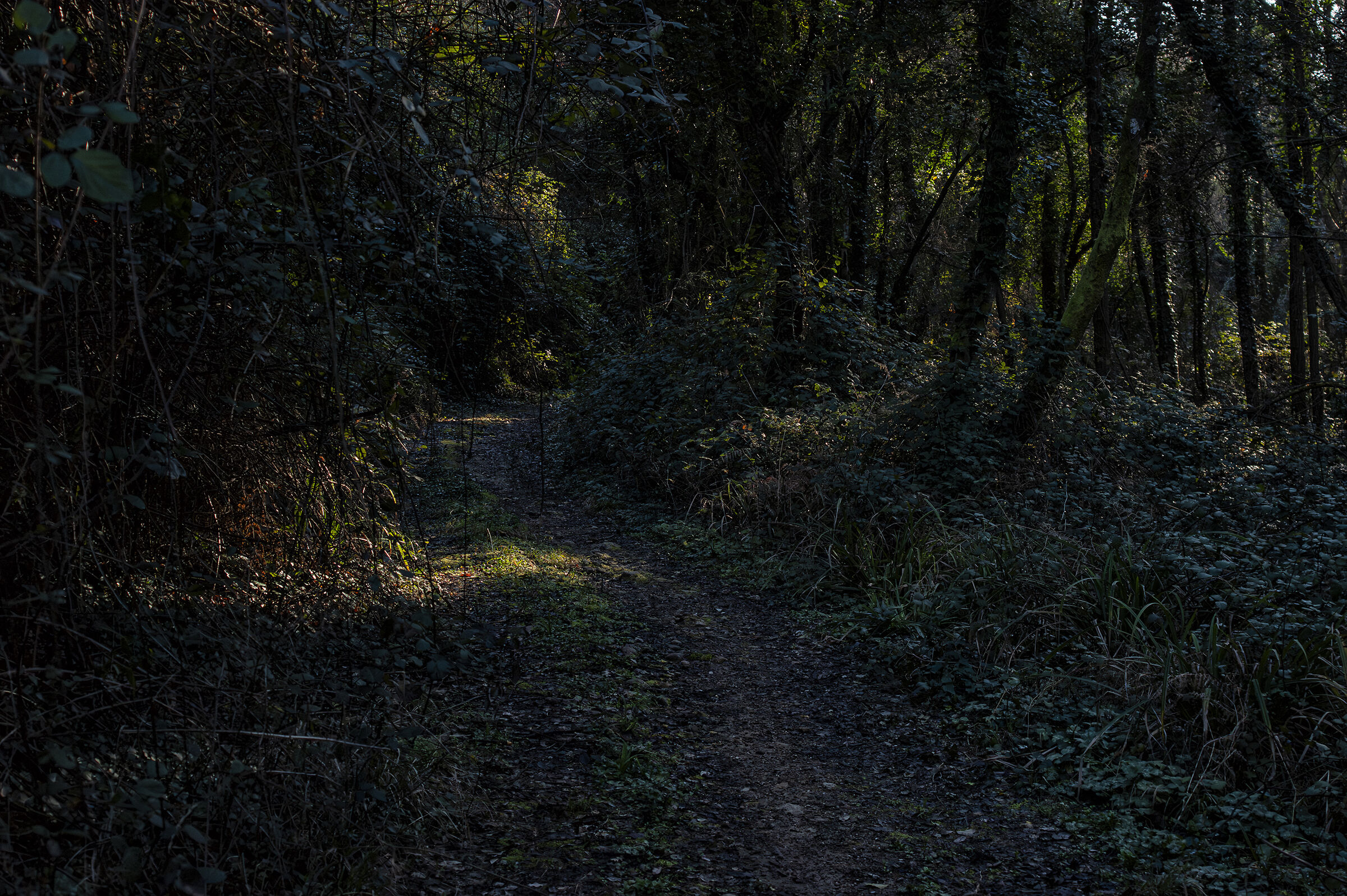 Luno the Rio (Sony CCD)