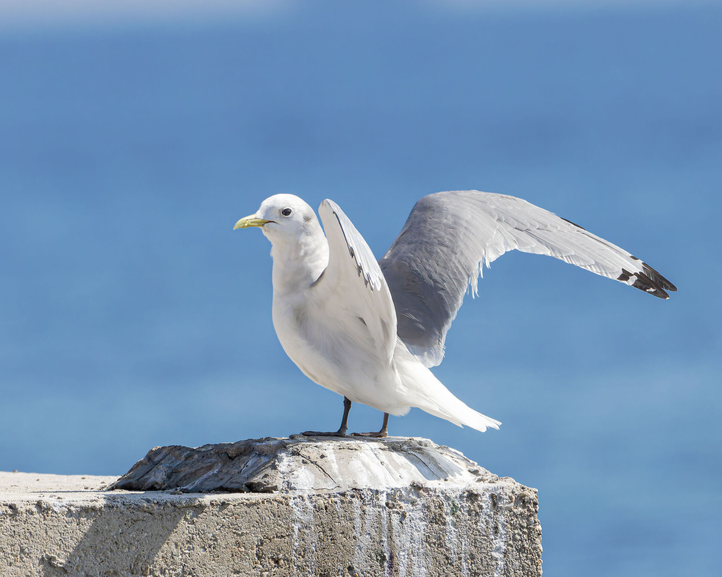 Three-toed gull