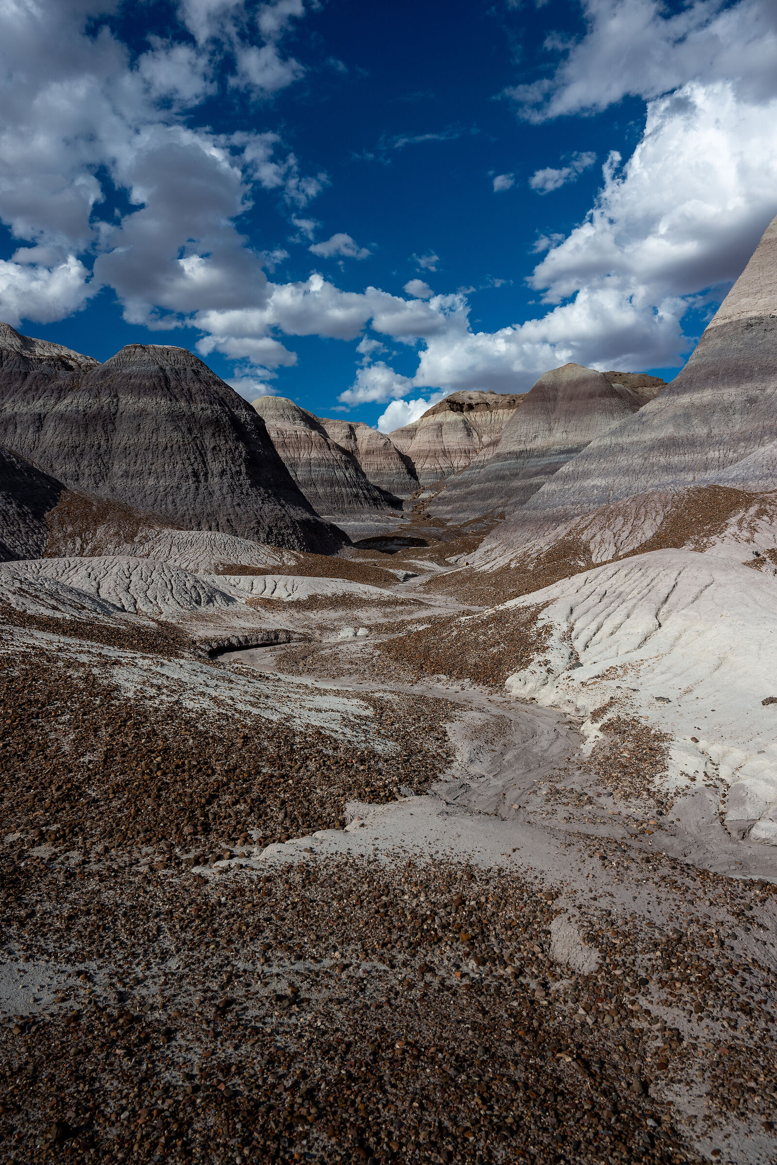 Petrified Wood