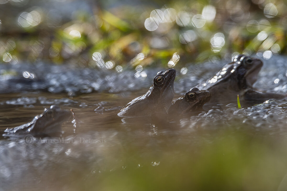 Frog