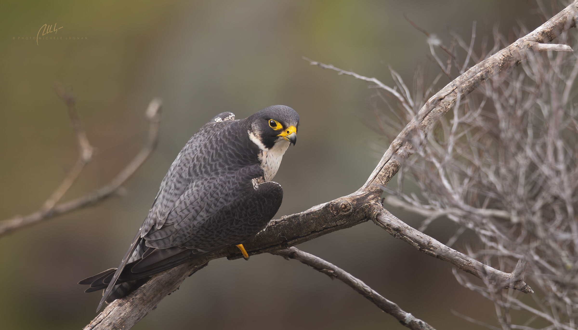 Falco peregrinus