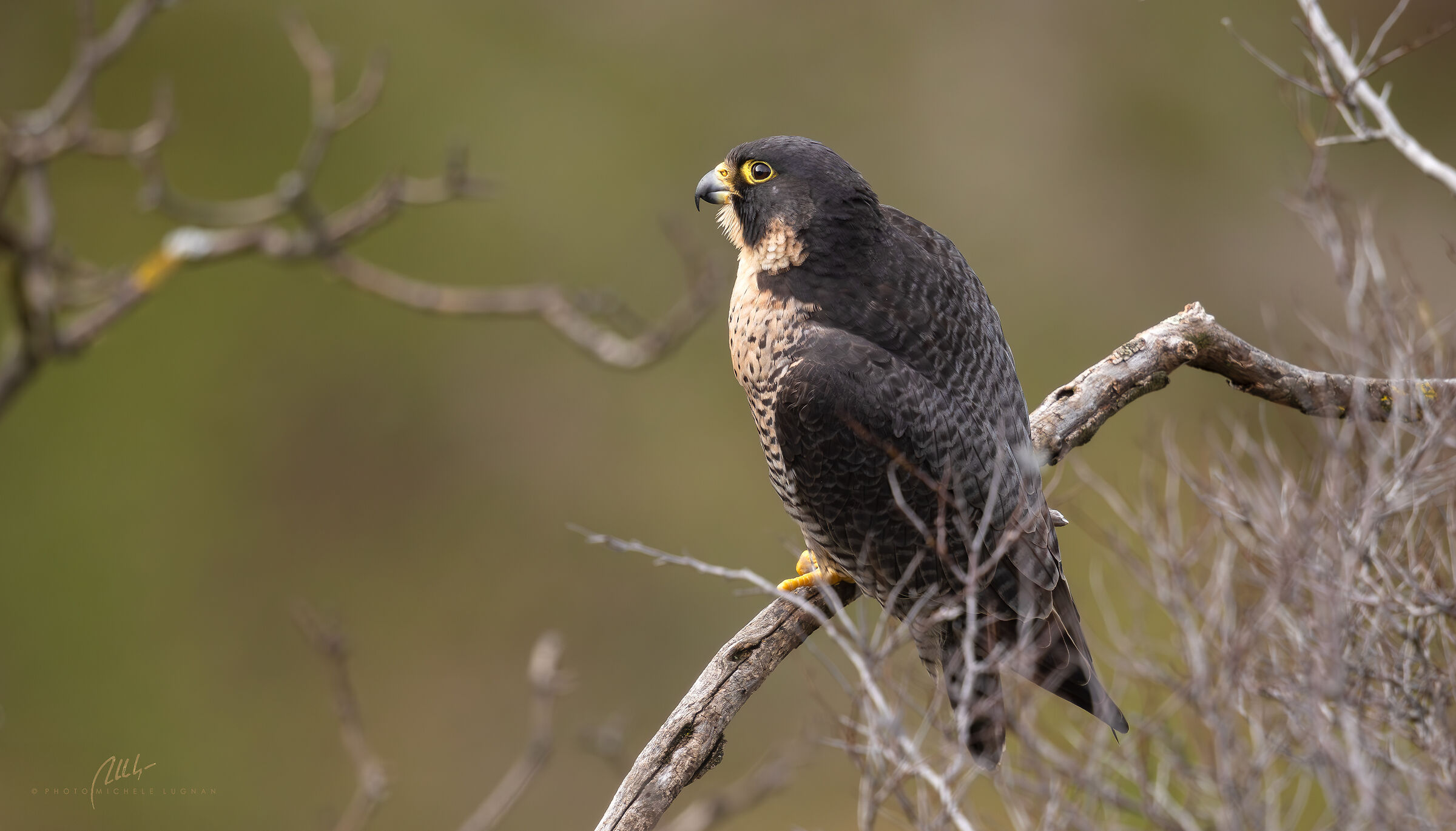 Falco peregrinus