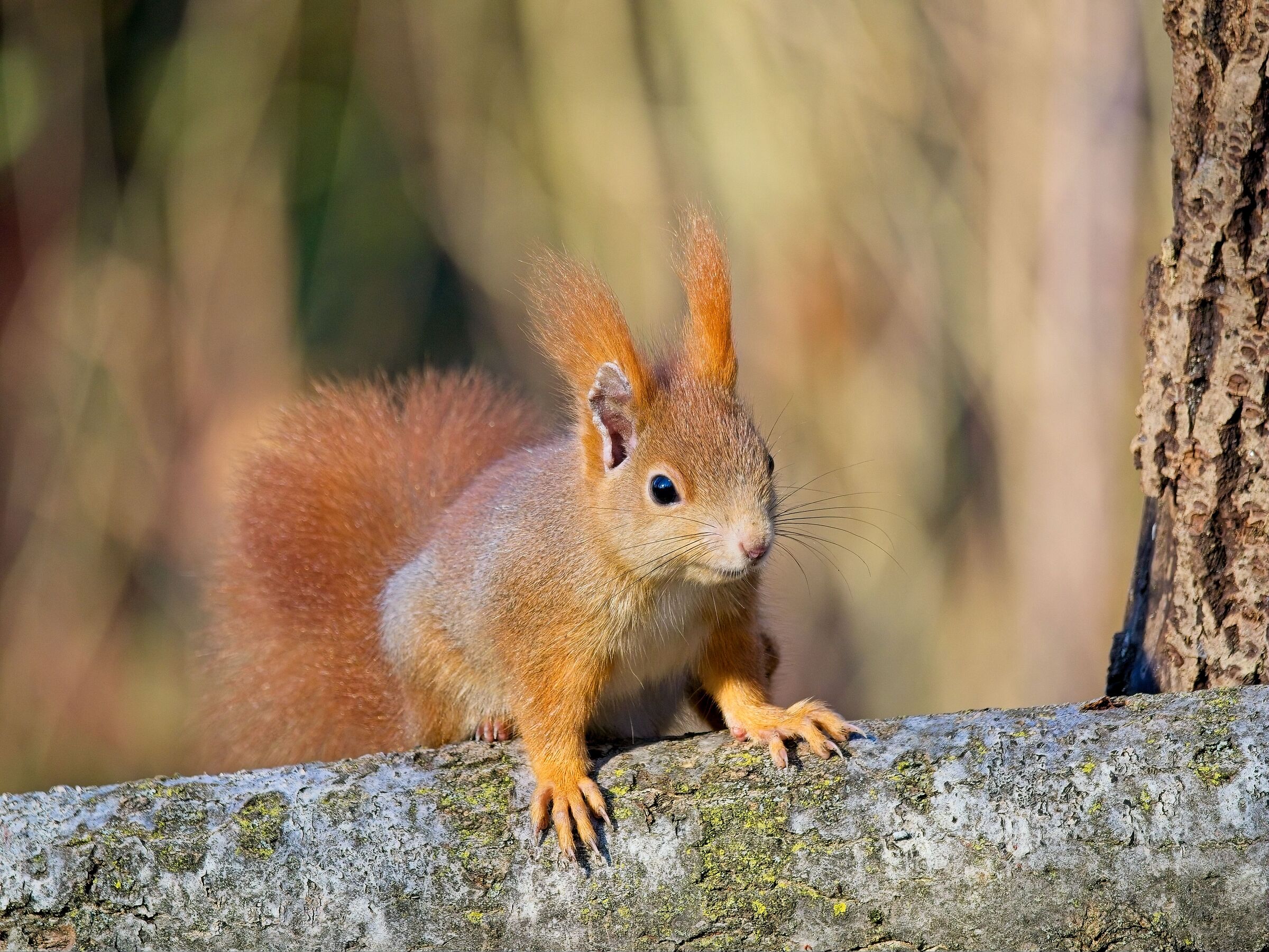 Red squirrel
