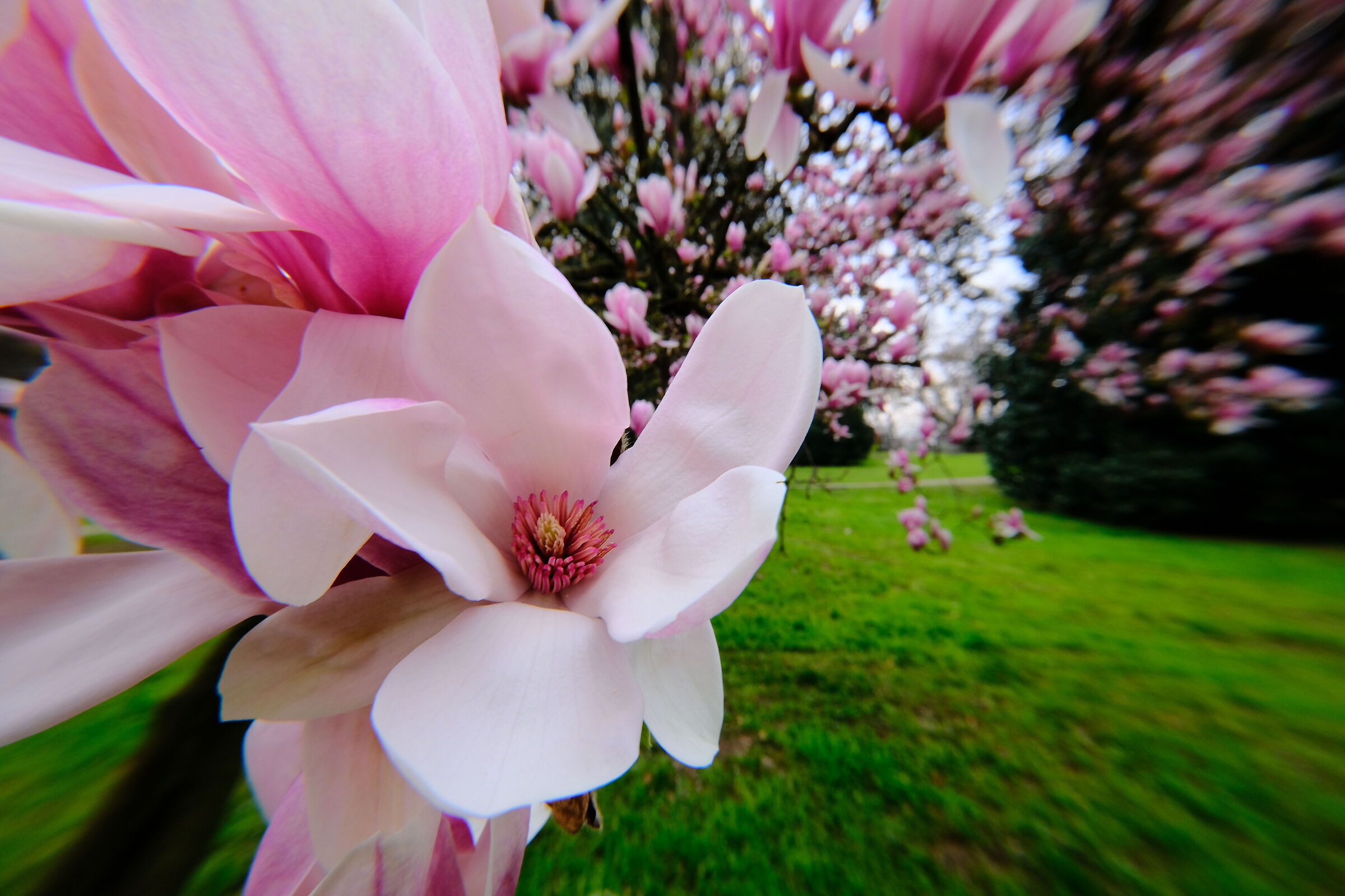 Spring sprains