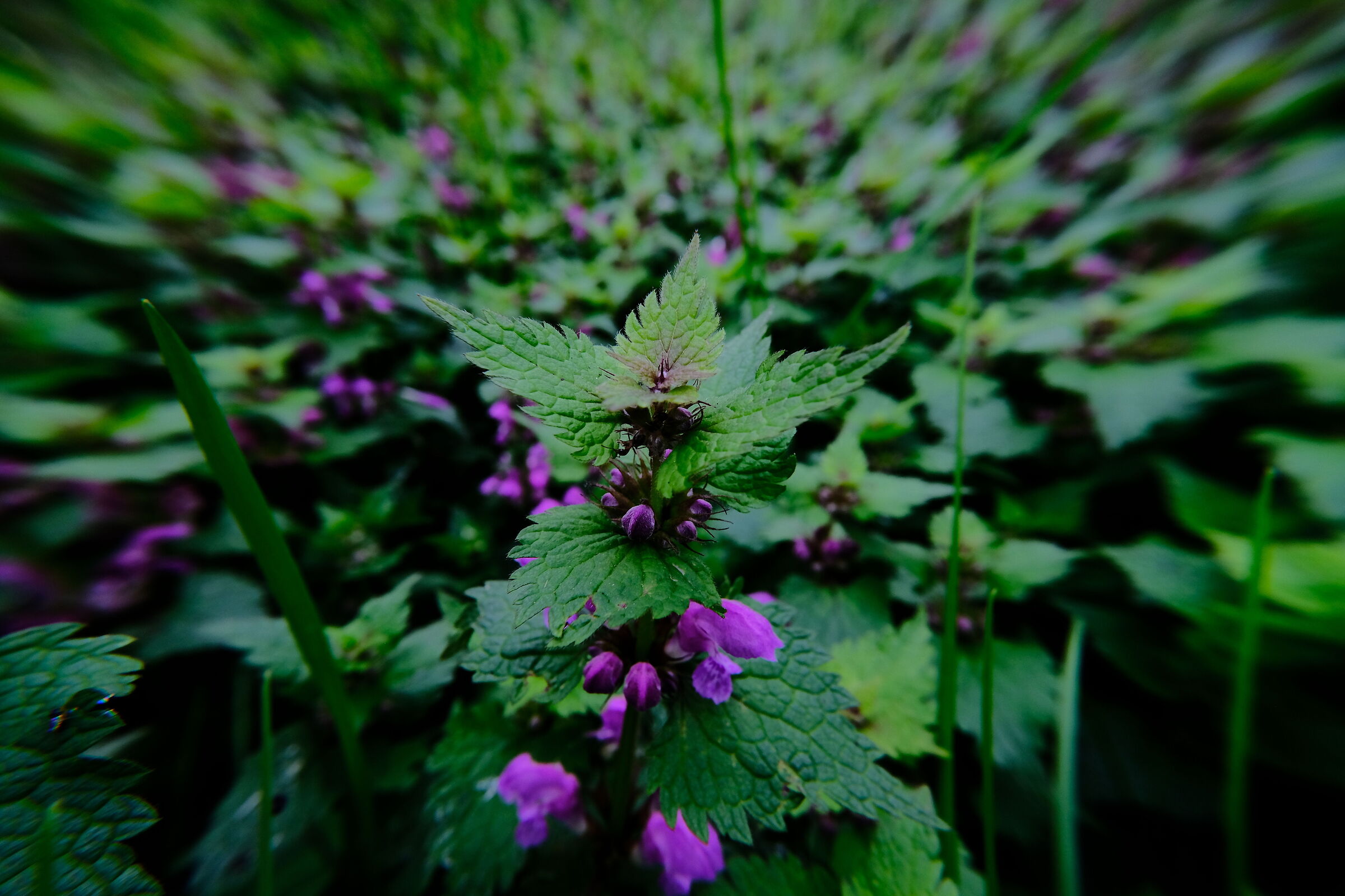 Close-up Undergrowth