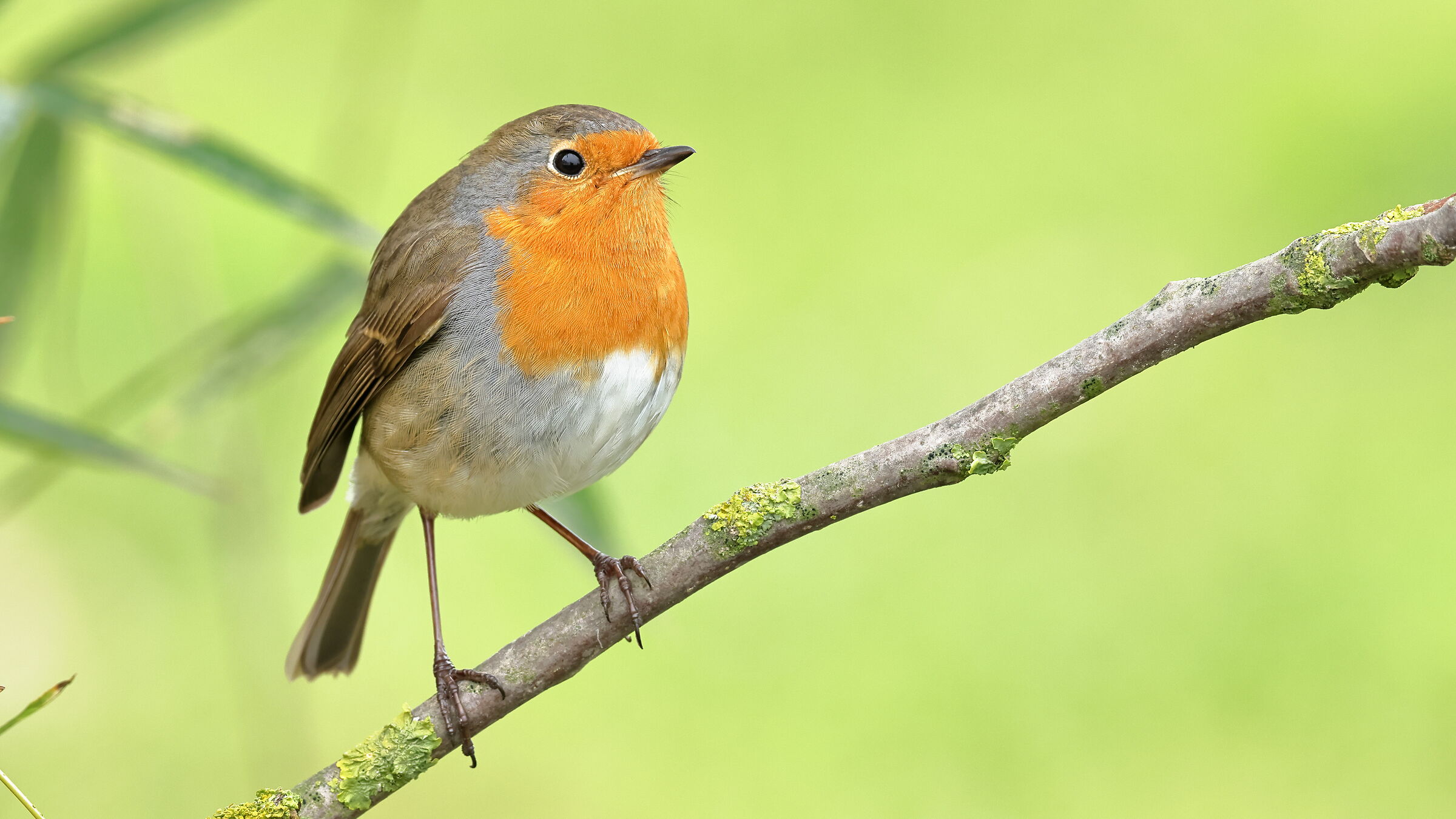 Robin