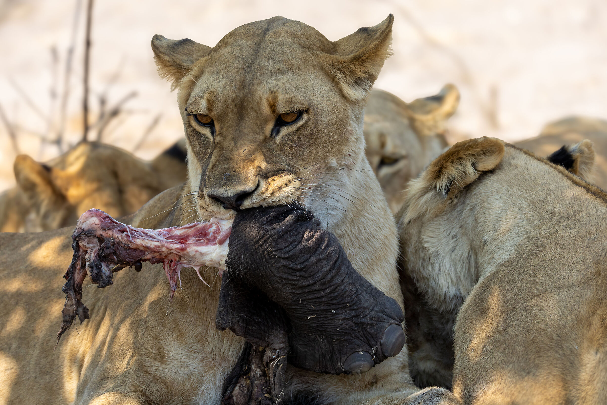 africa