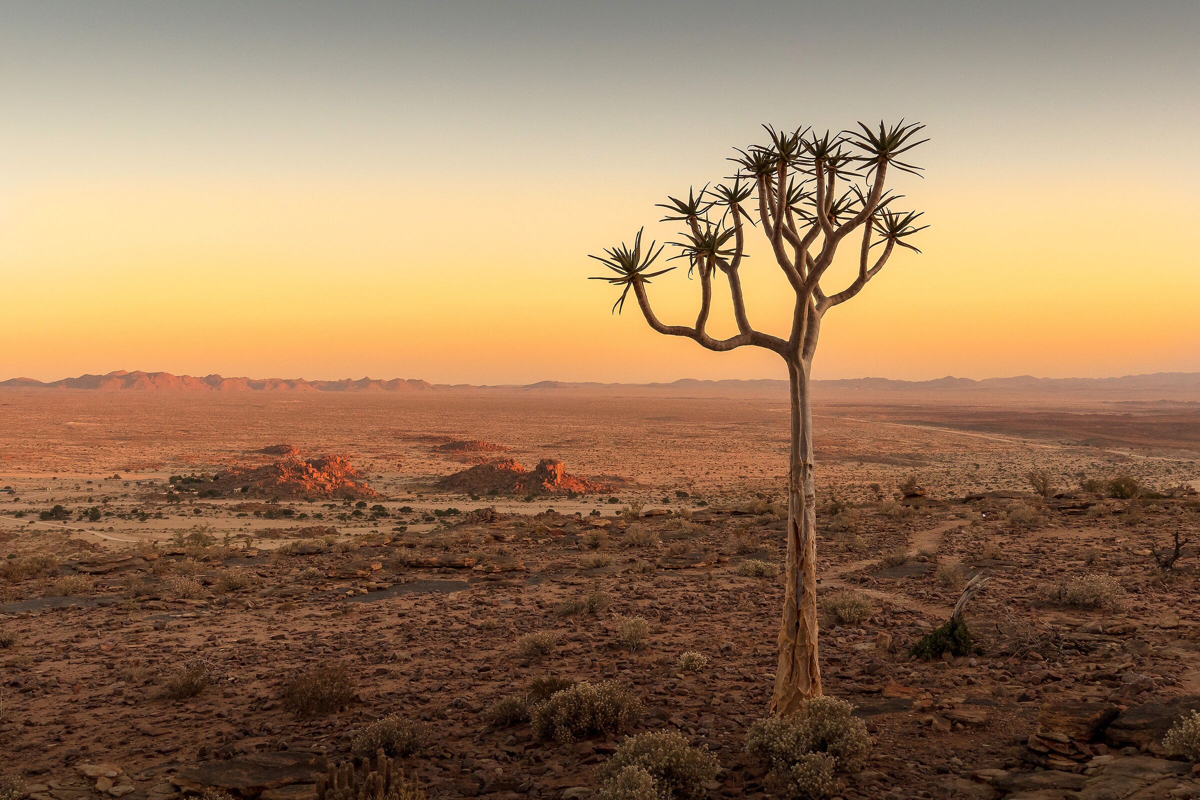 Quiver Tree