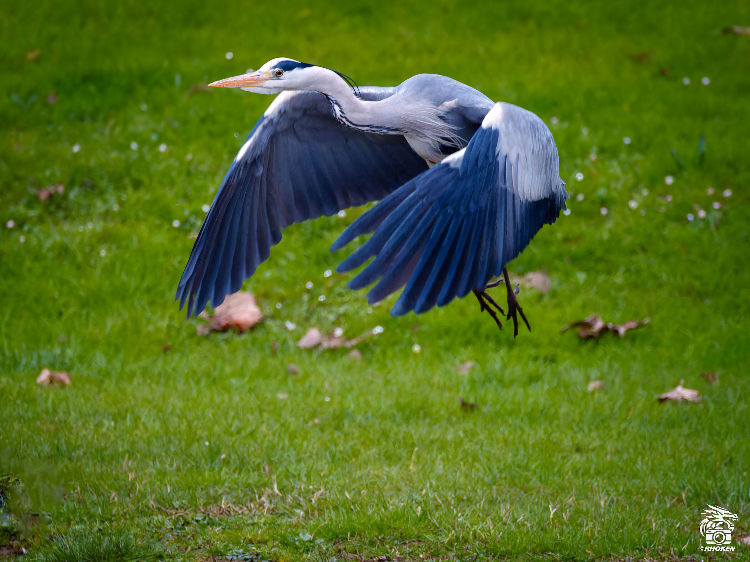 Grey Heron in flight