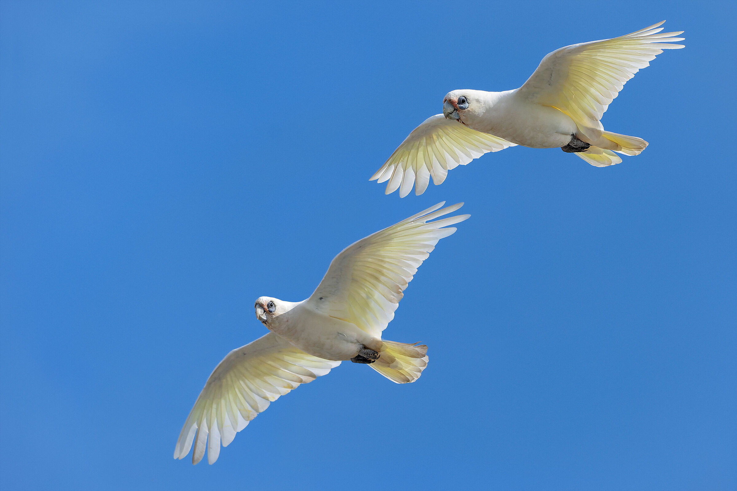 Corella minore
