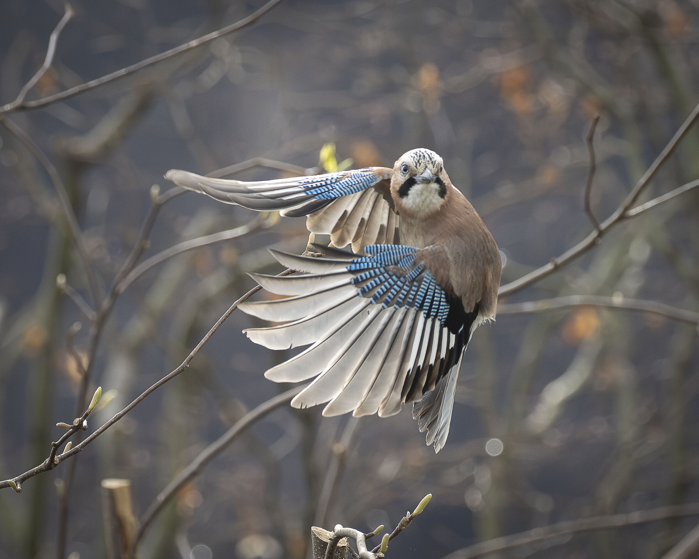 Ghiandaia al volo in volo