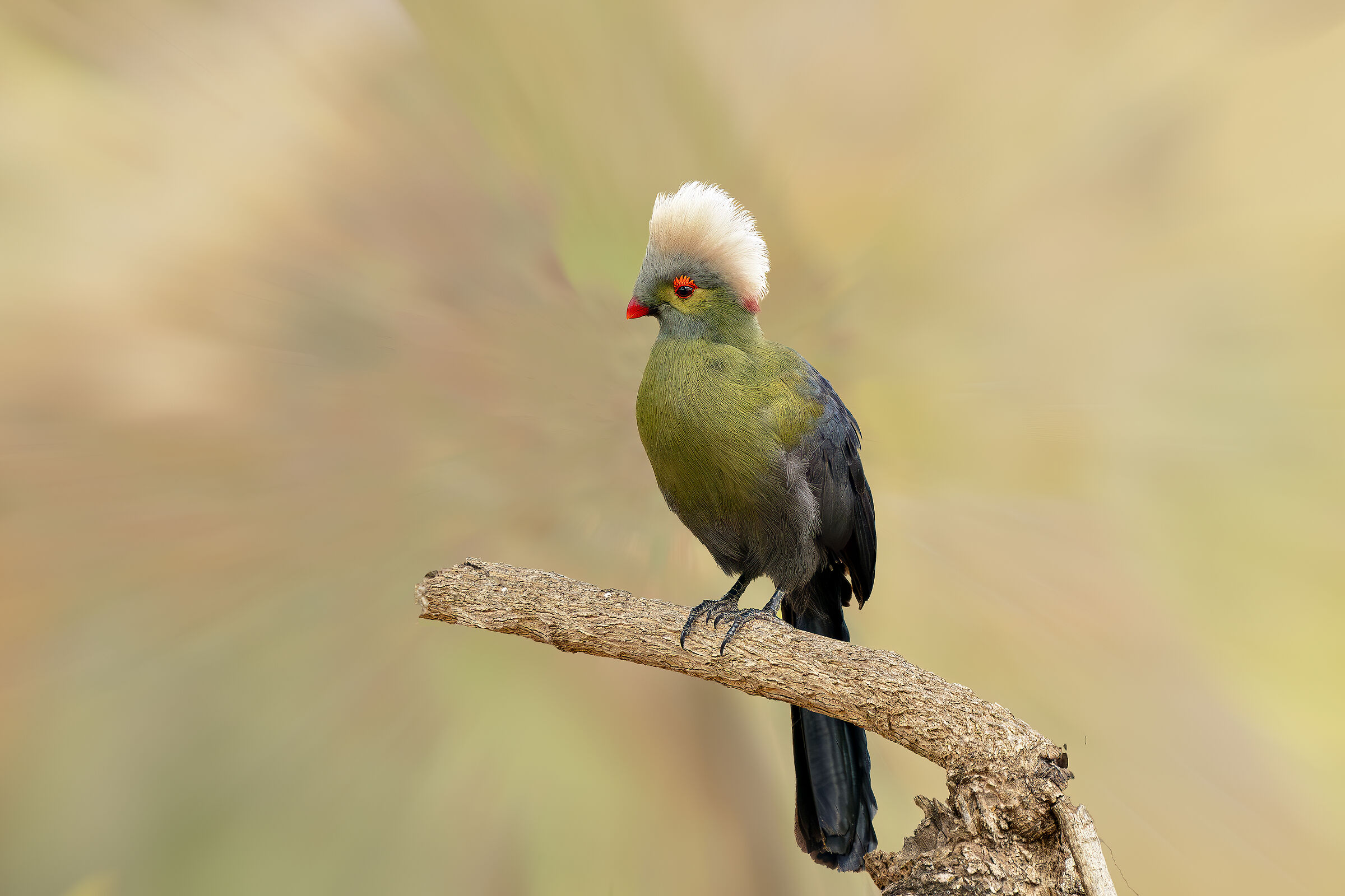 Turaco di Ruspoli
