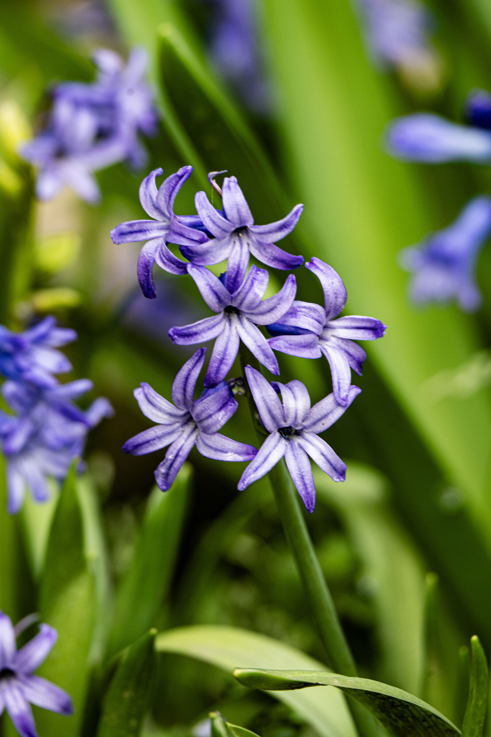 Hyacinth
