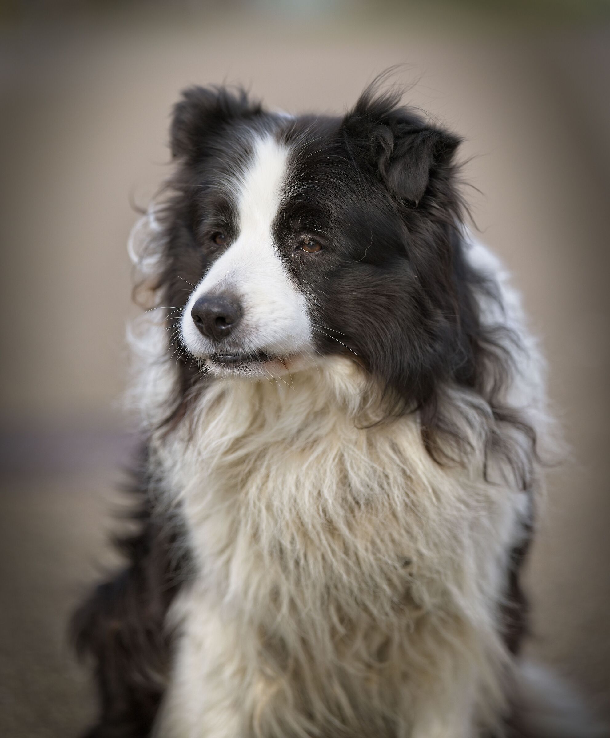 Dog on the street