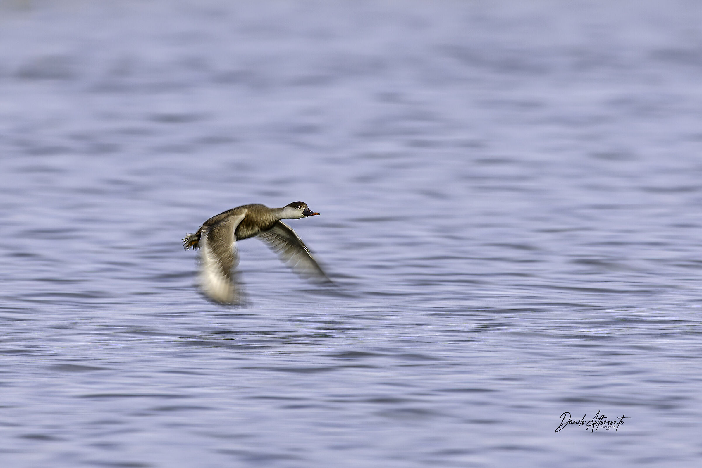 Pochard