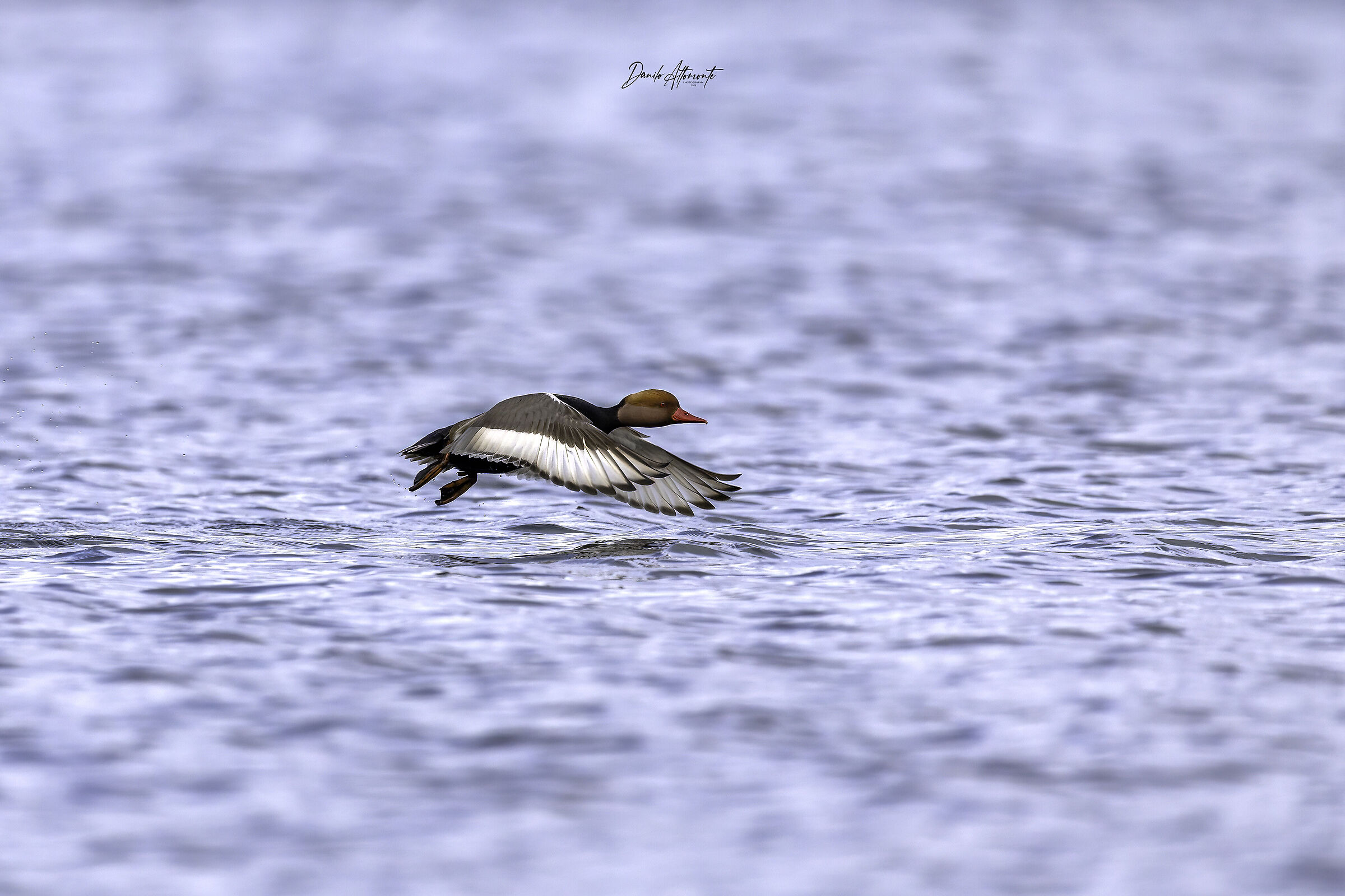 Pochard