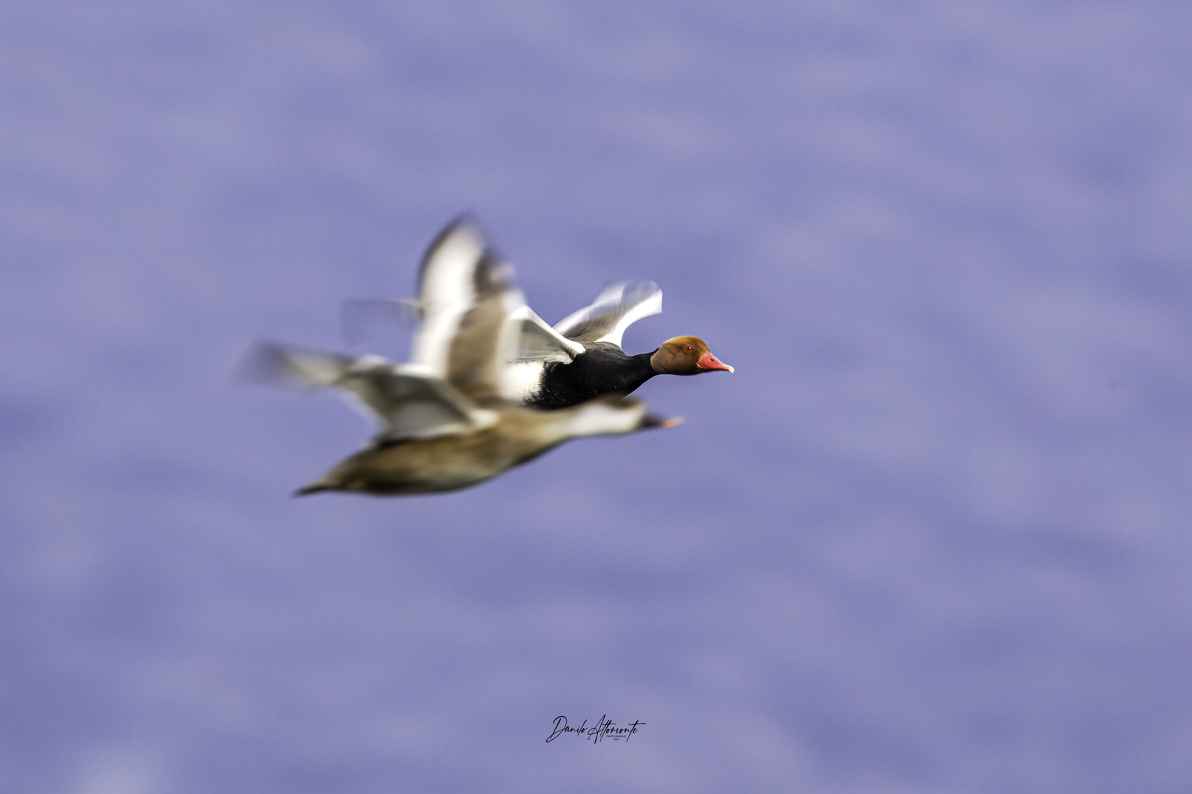 Pochard
