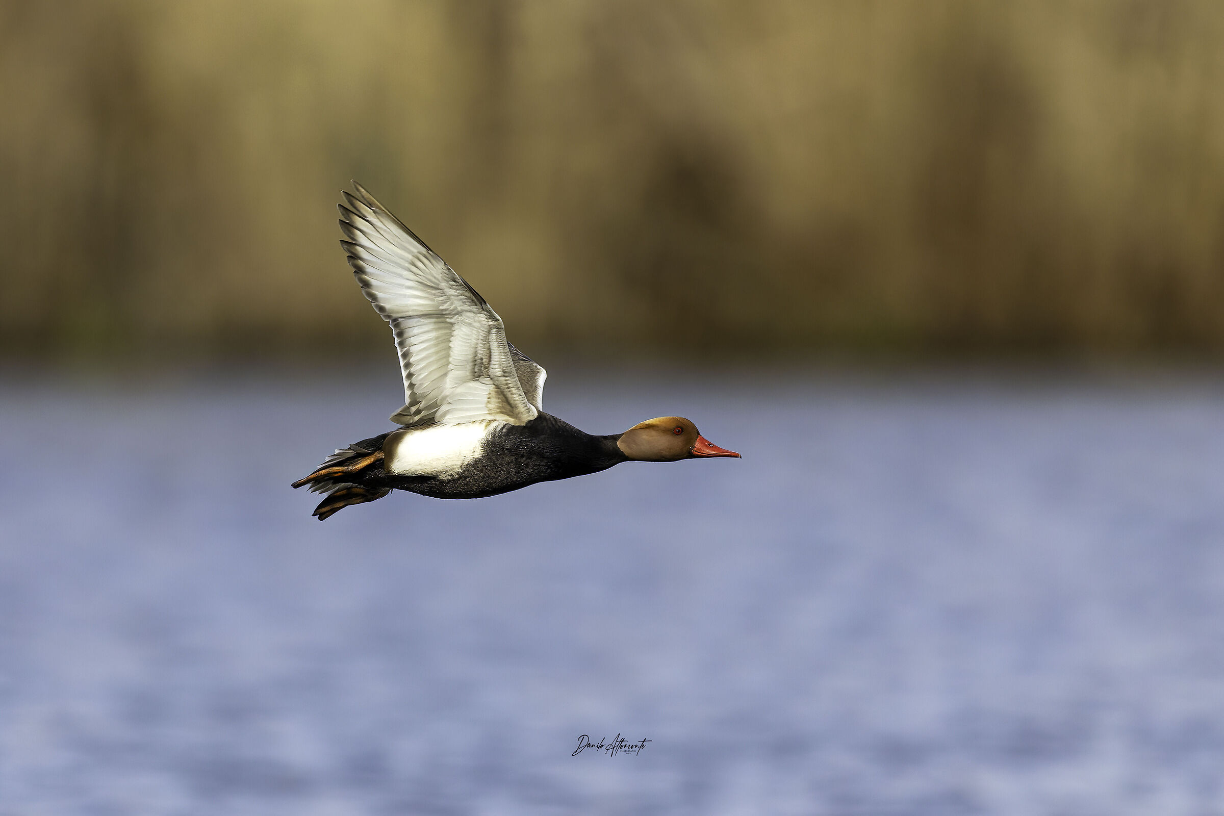Pochard