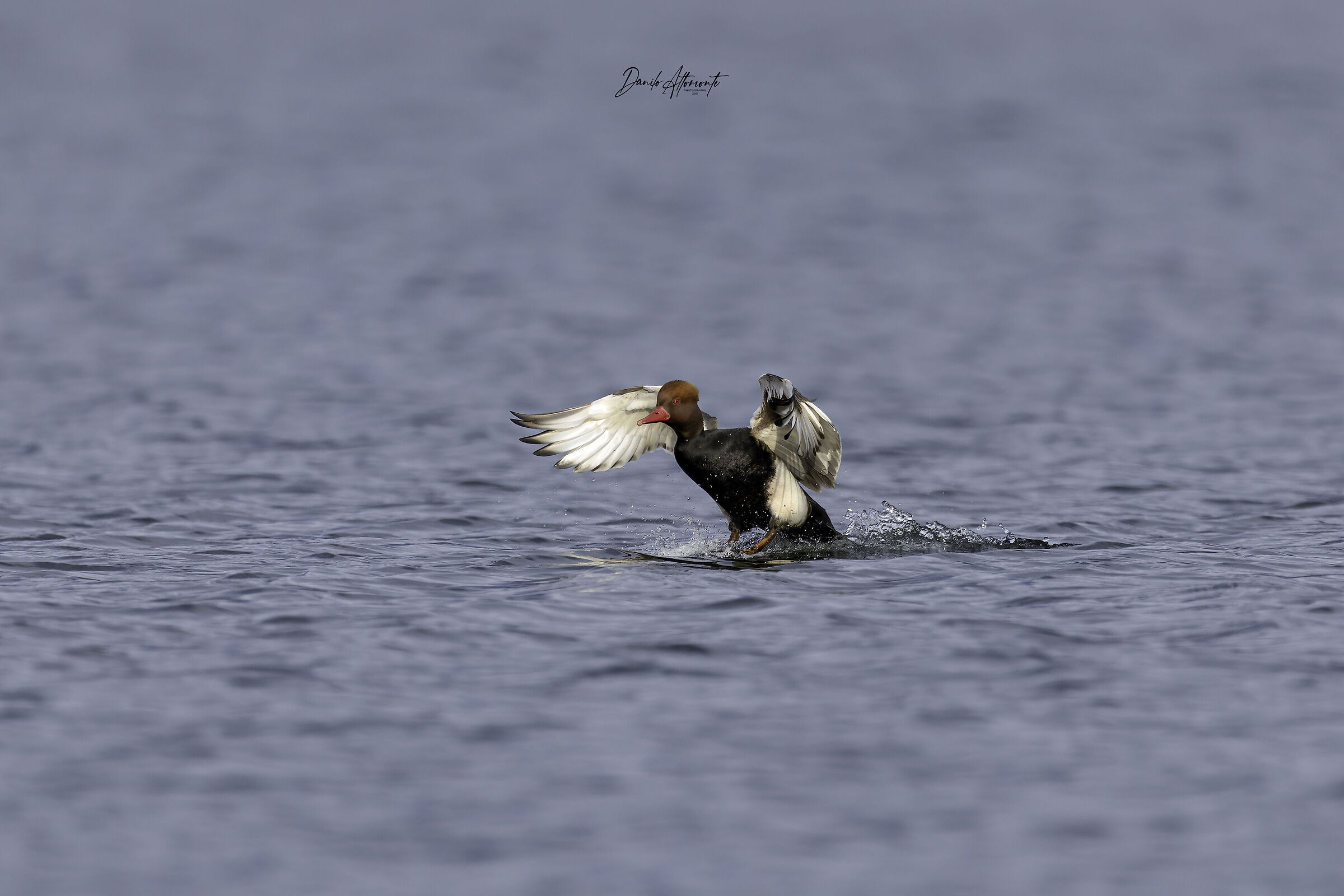 Pochard