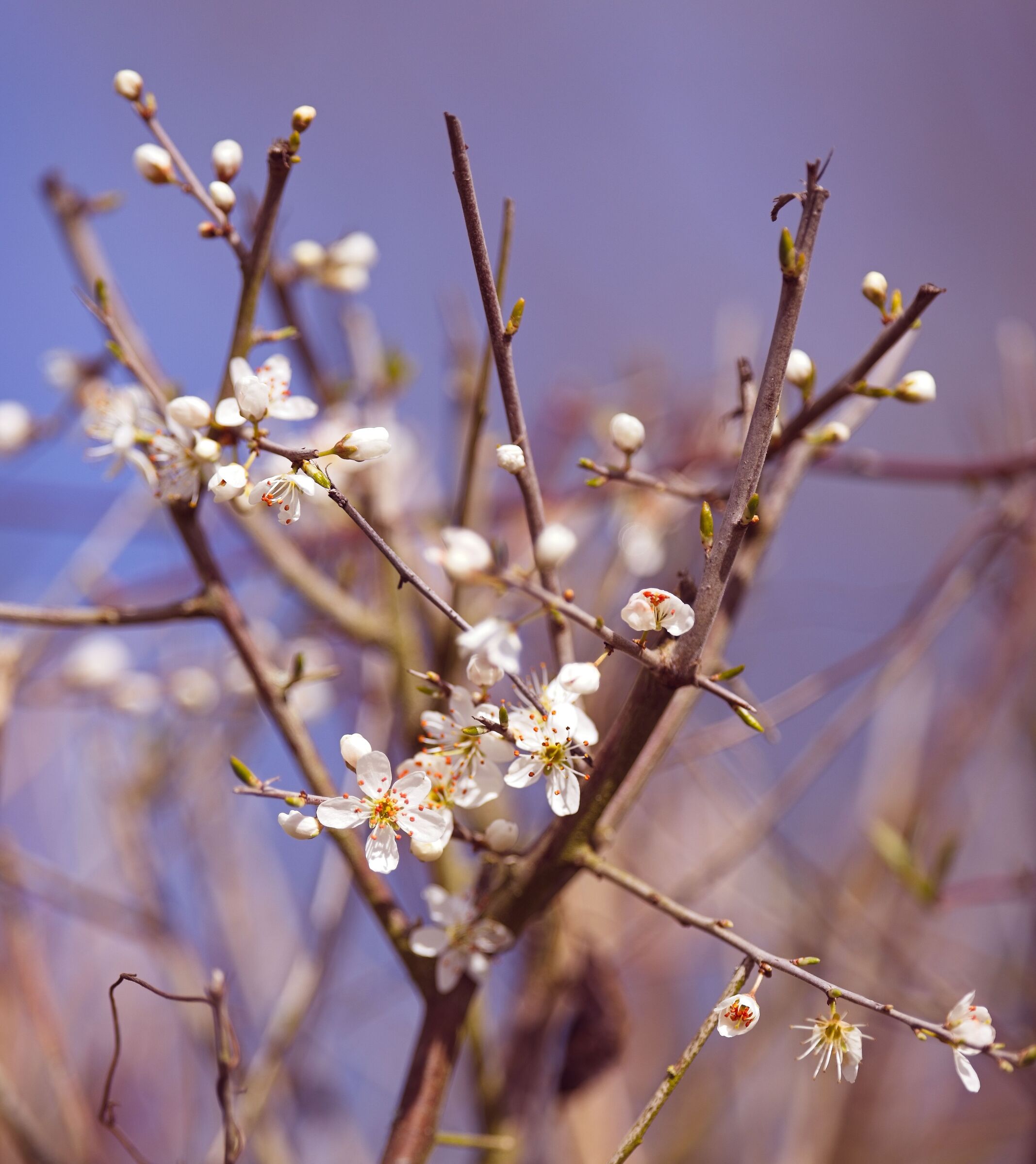 Blackthorn