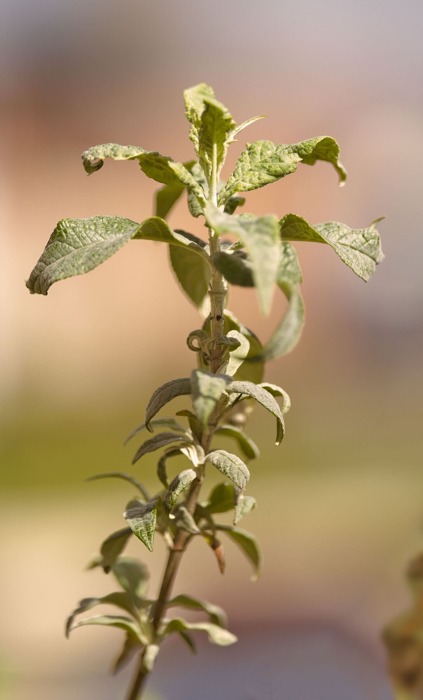 Budleya