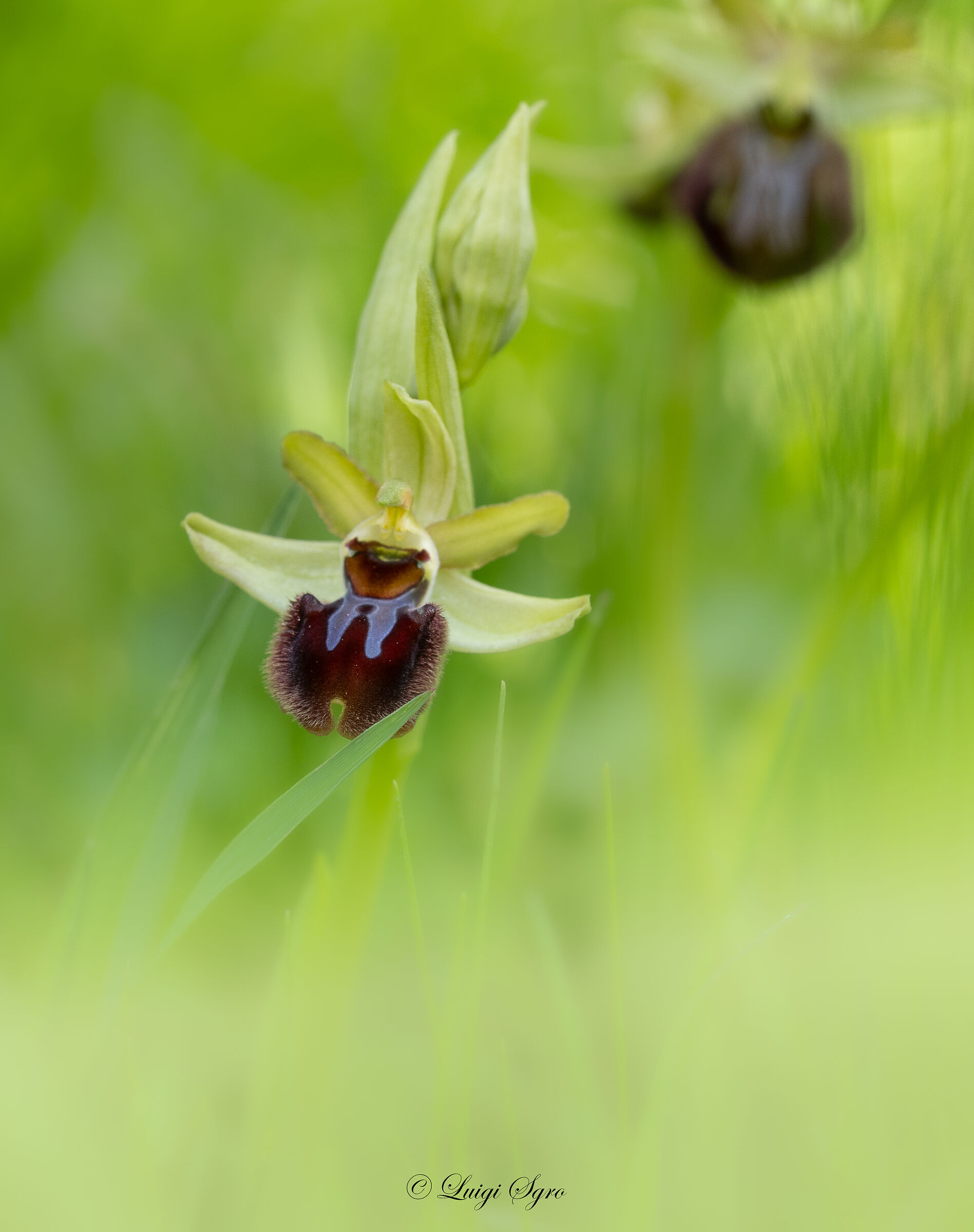 Ophrys brutia