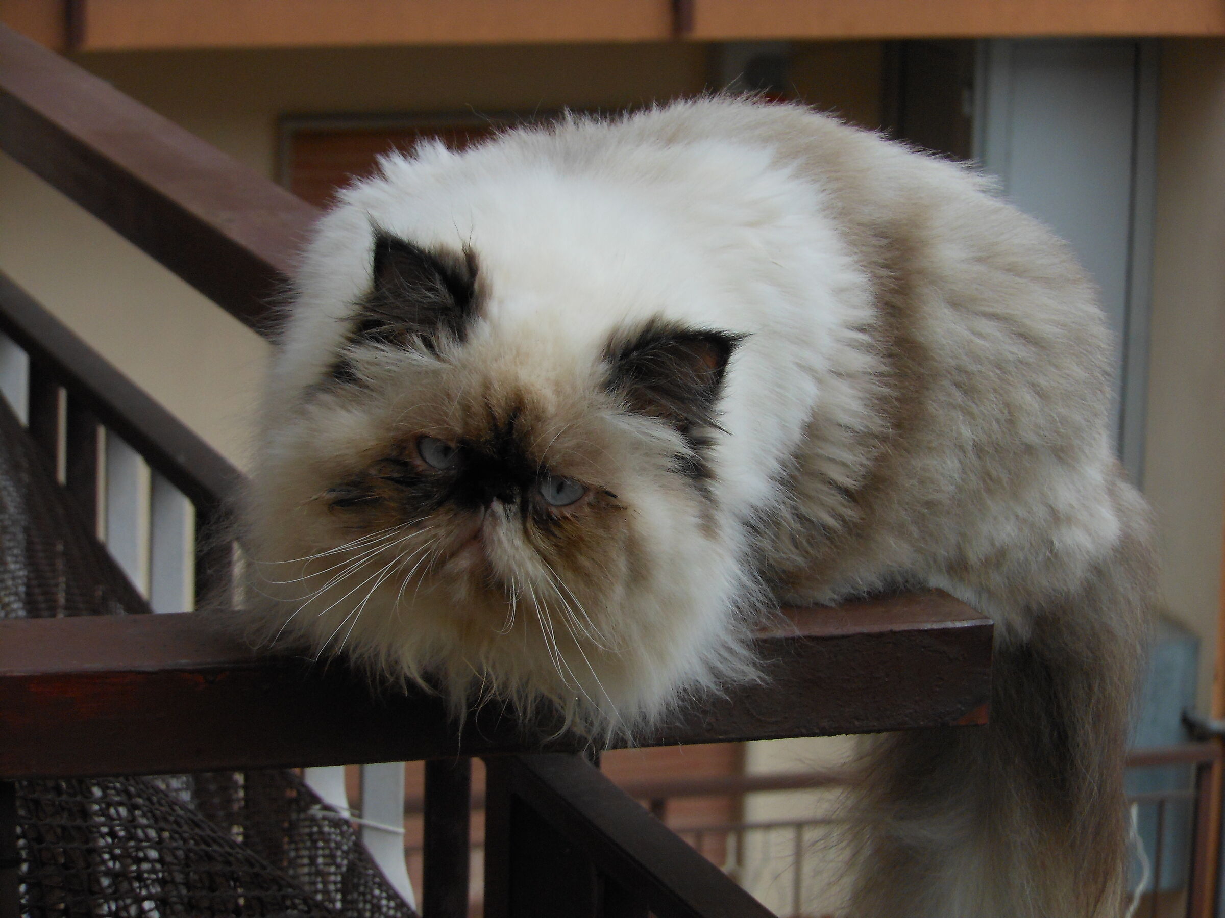 Secondo gatto del vicino