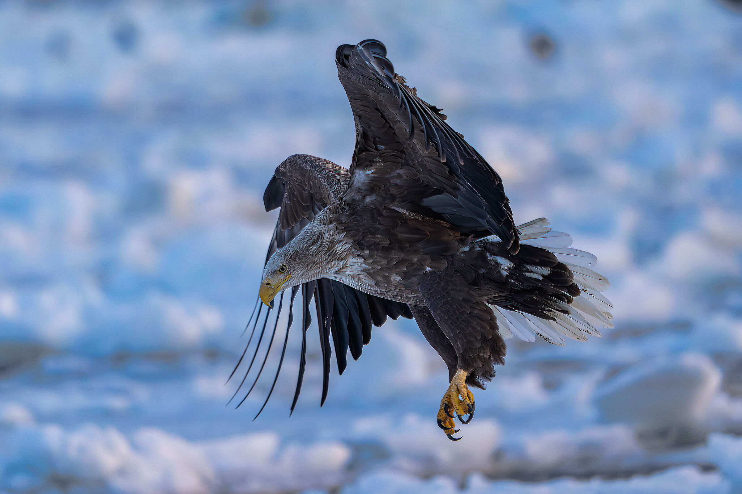 Sea Eagle