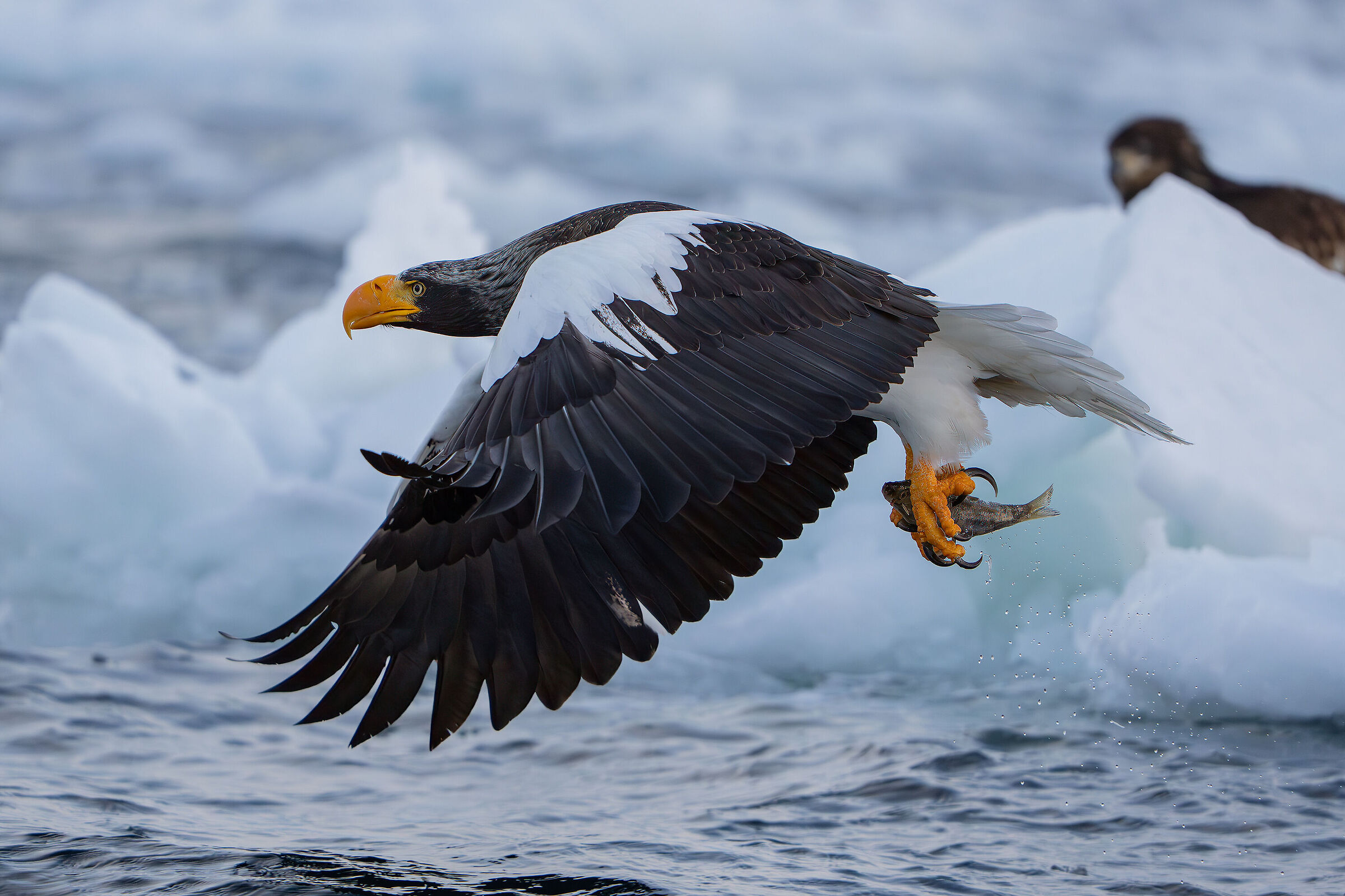 Steller's Eagle