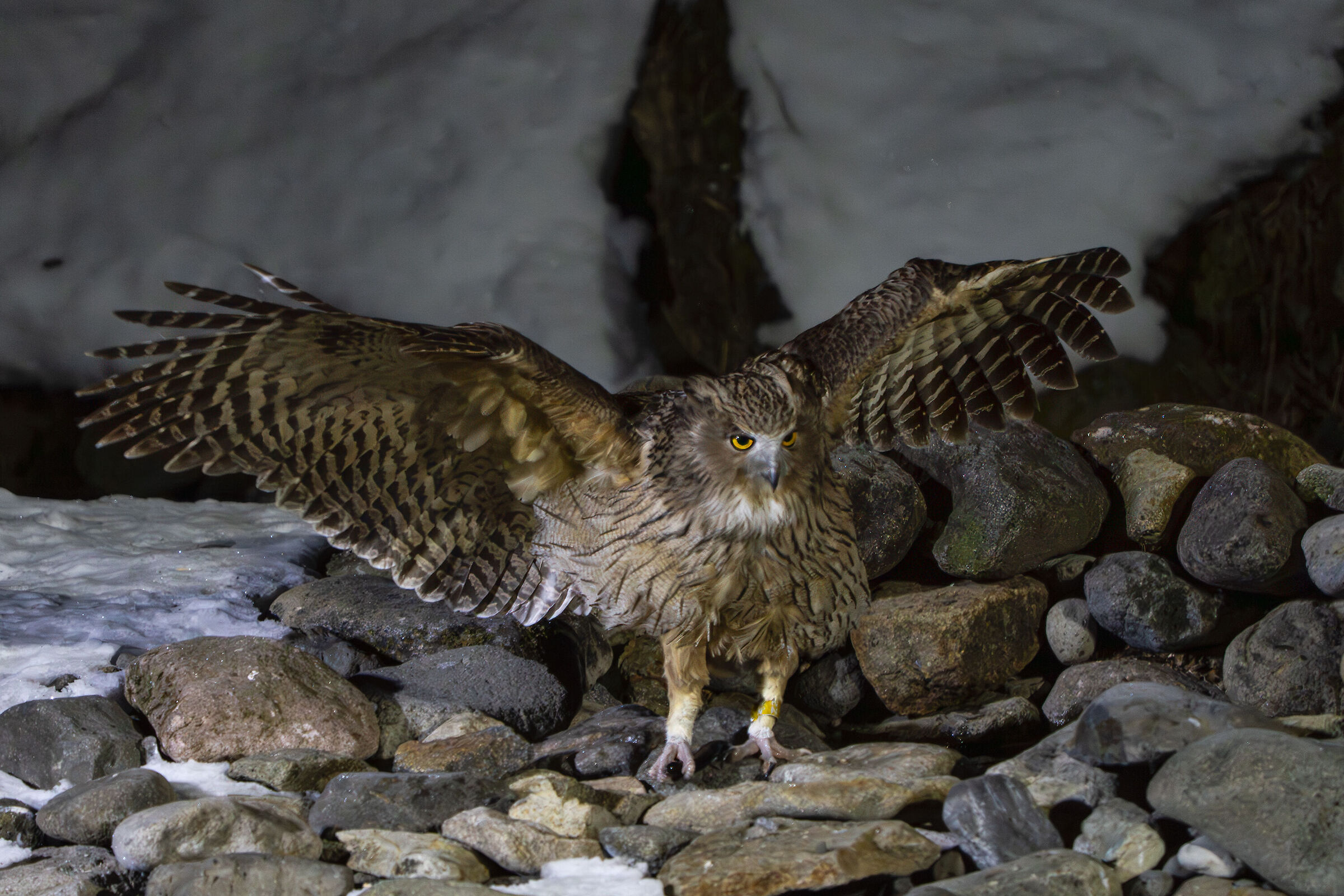 Blakiston Owl