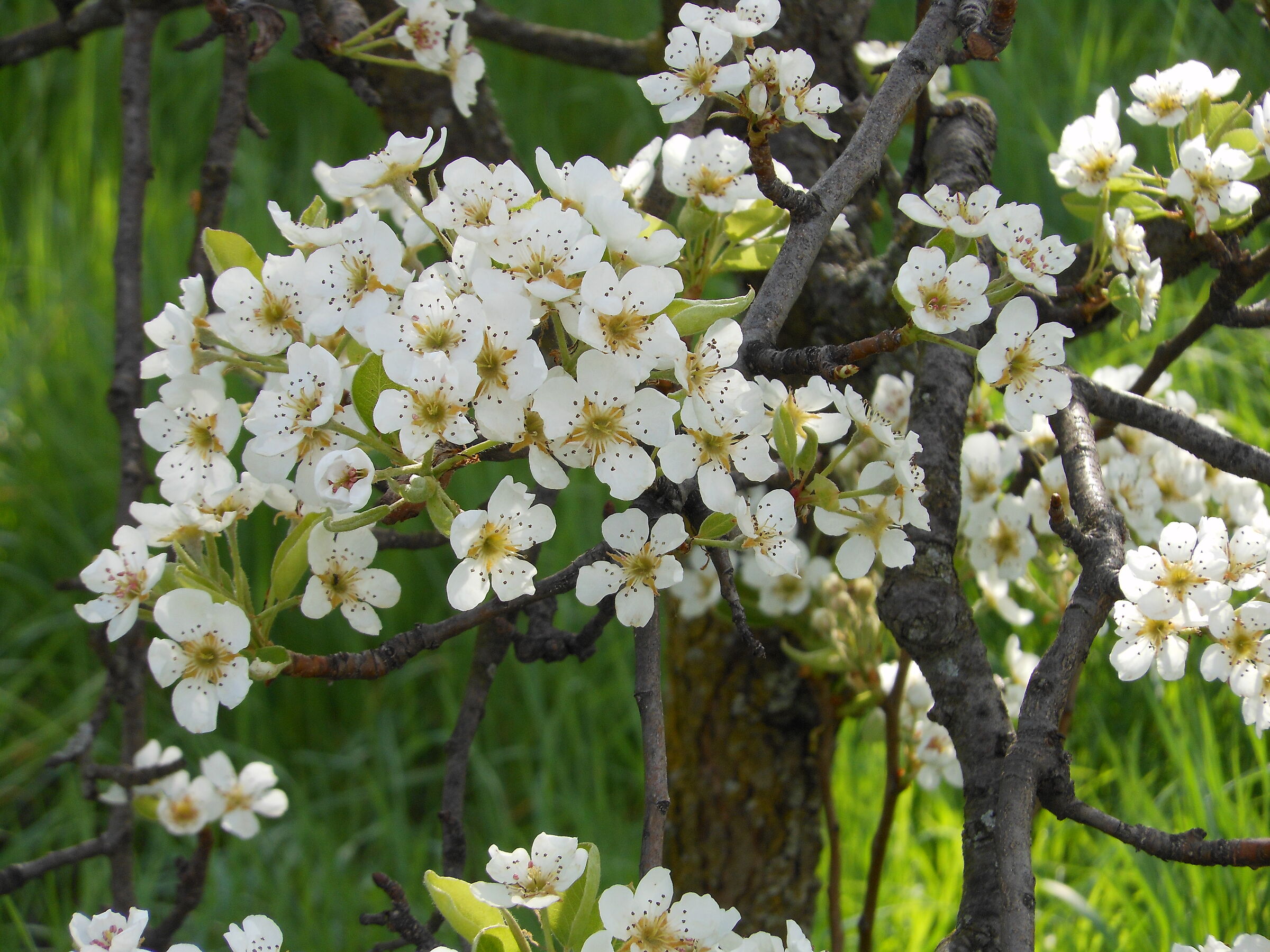 Pear Blossoms