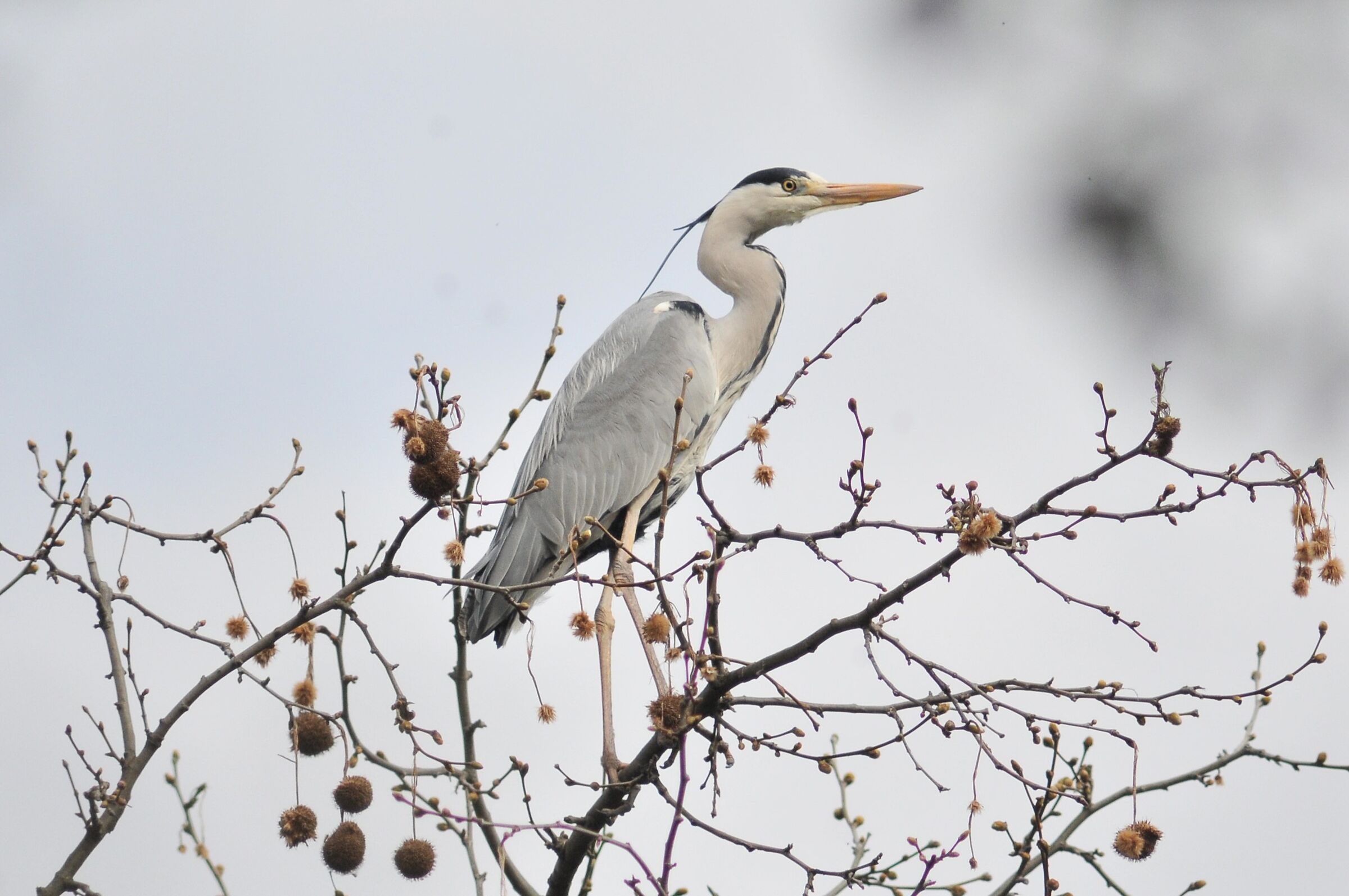 Grey Heron