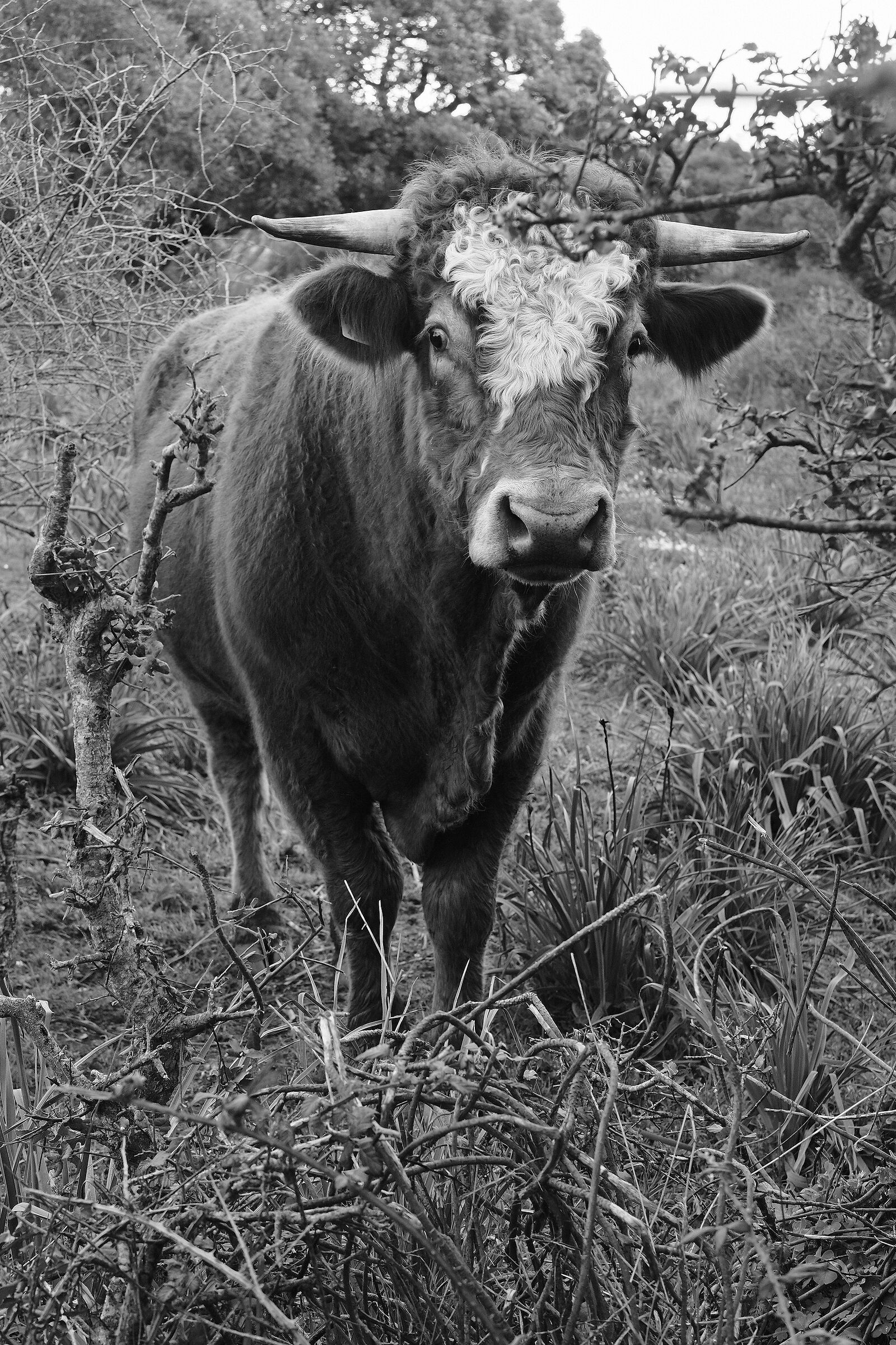 Toro dal ciuffo bianco