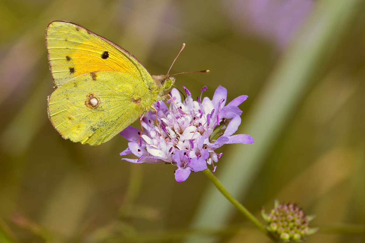 Colias crocea