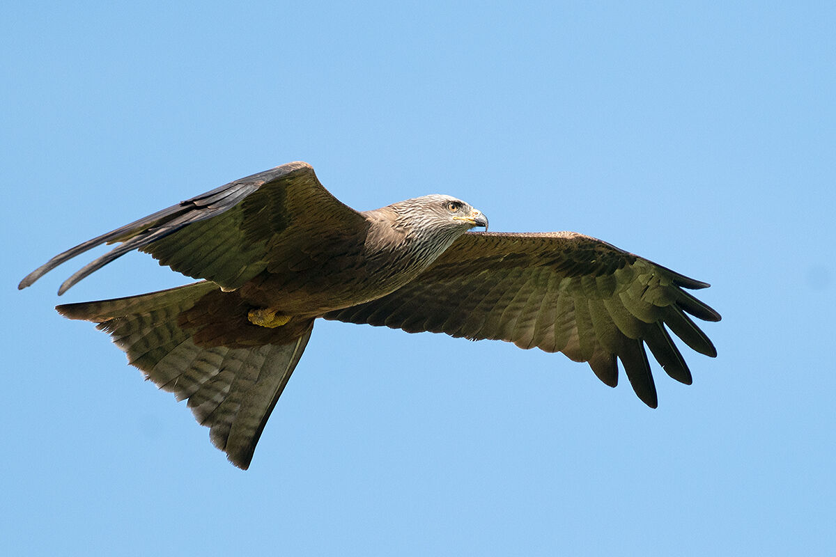 Black Kite