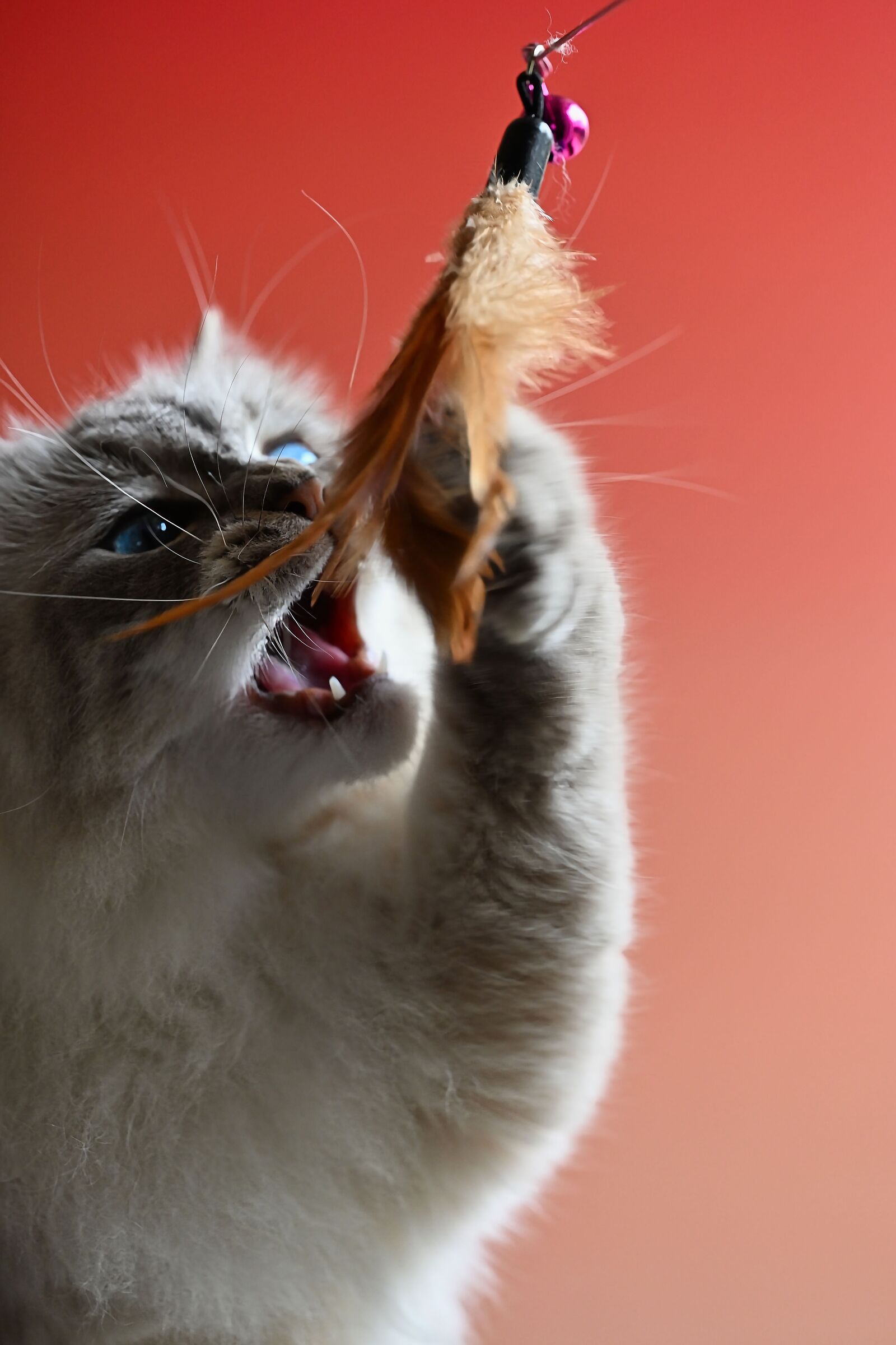 Instinct and Feathers