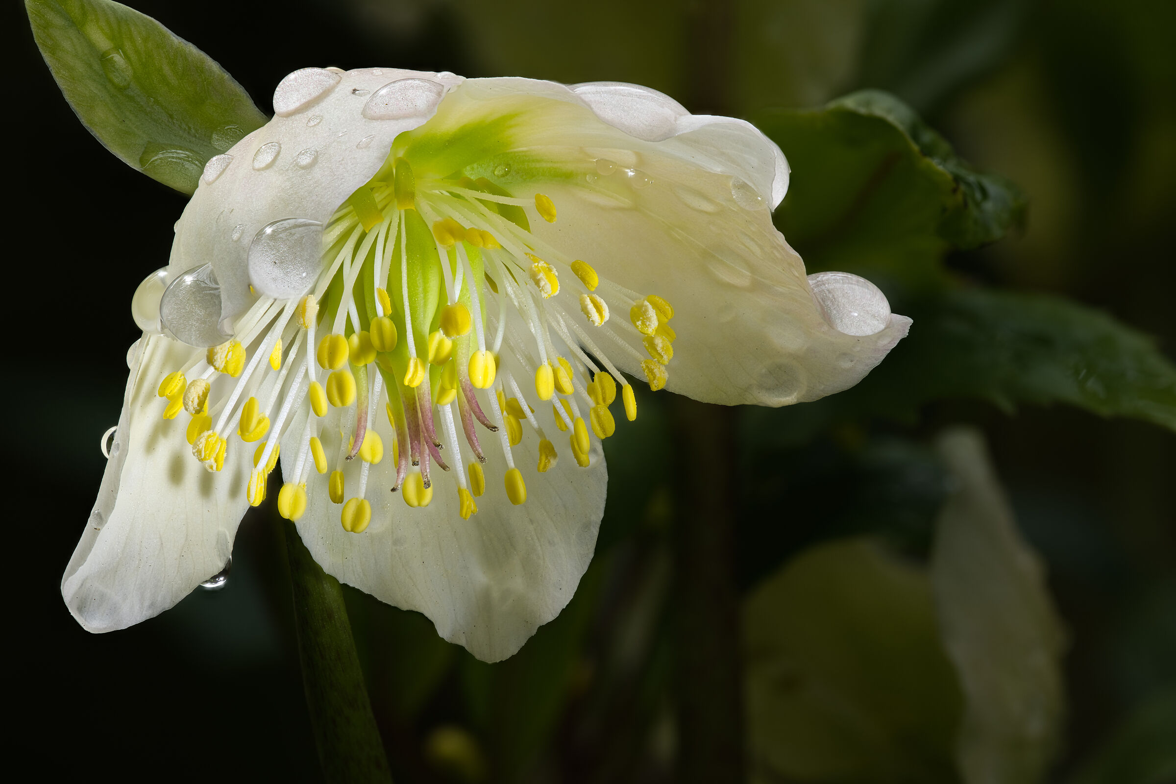 Helleborus