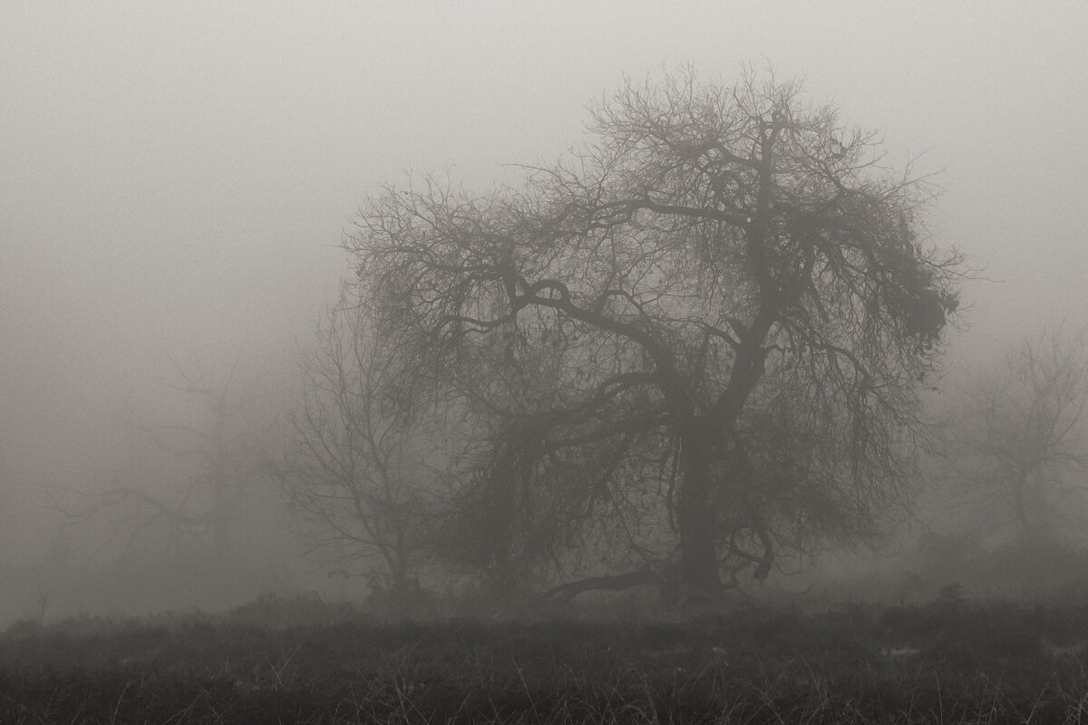 More fog