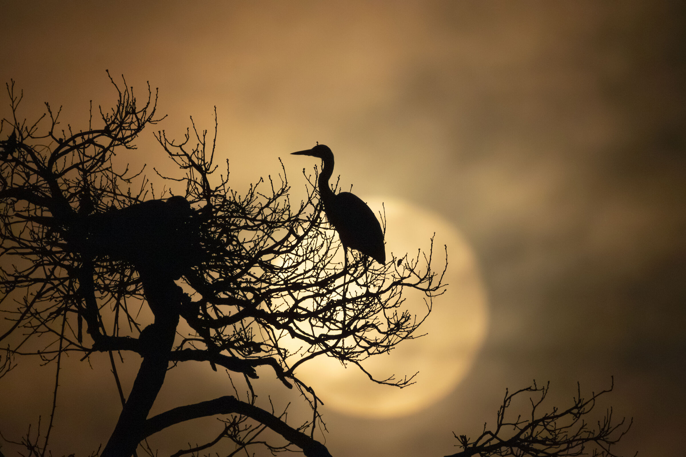 Grey herons in the moonlight