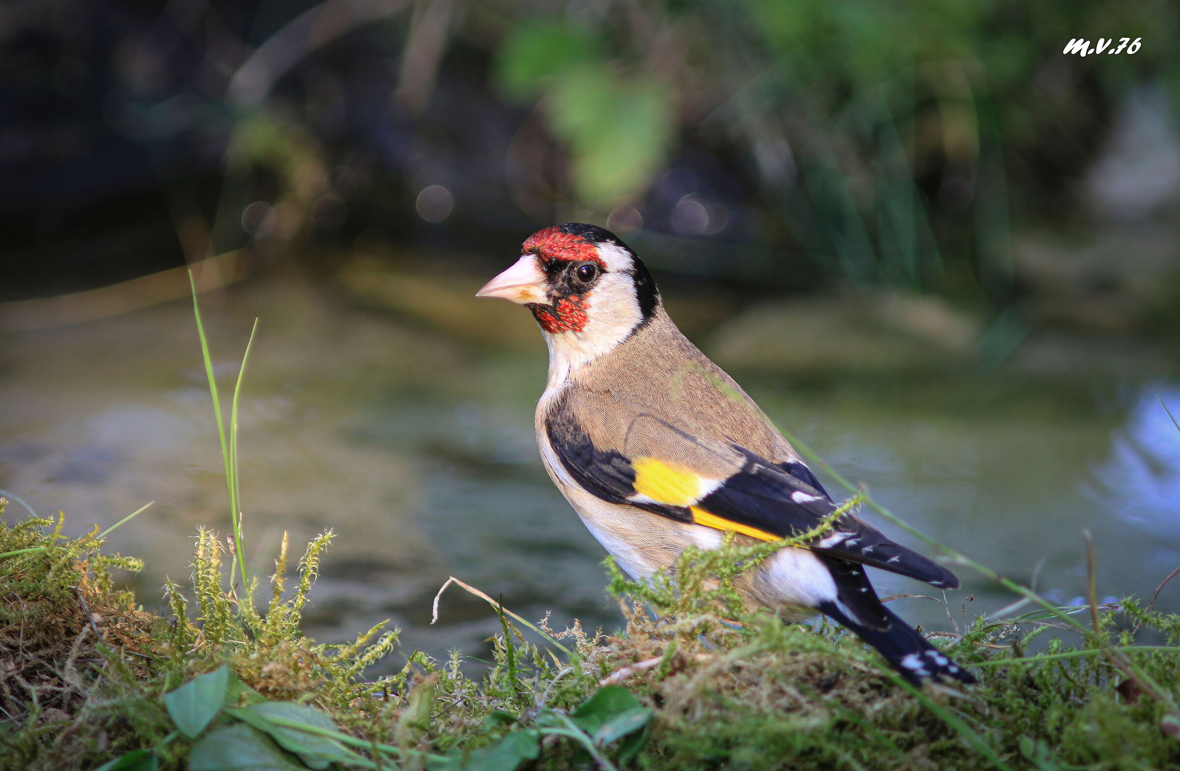 Cardellino - Carduelis carduelis